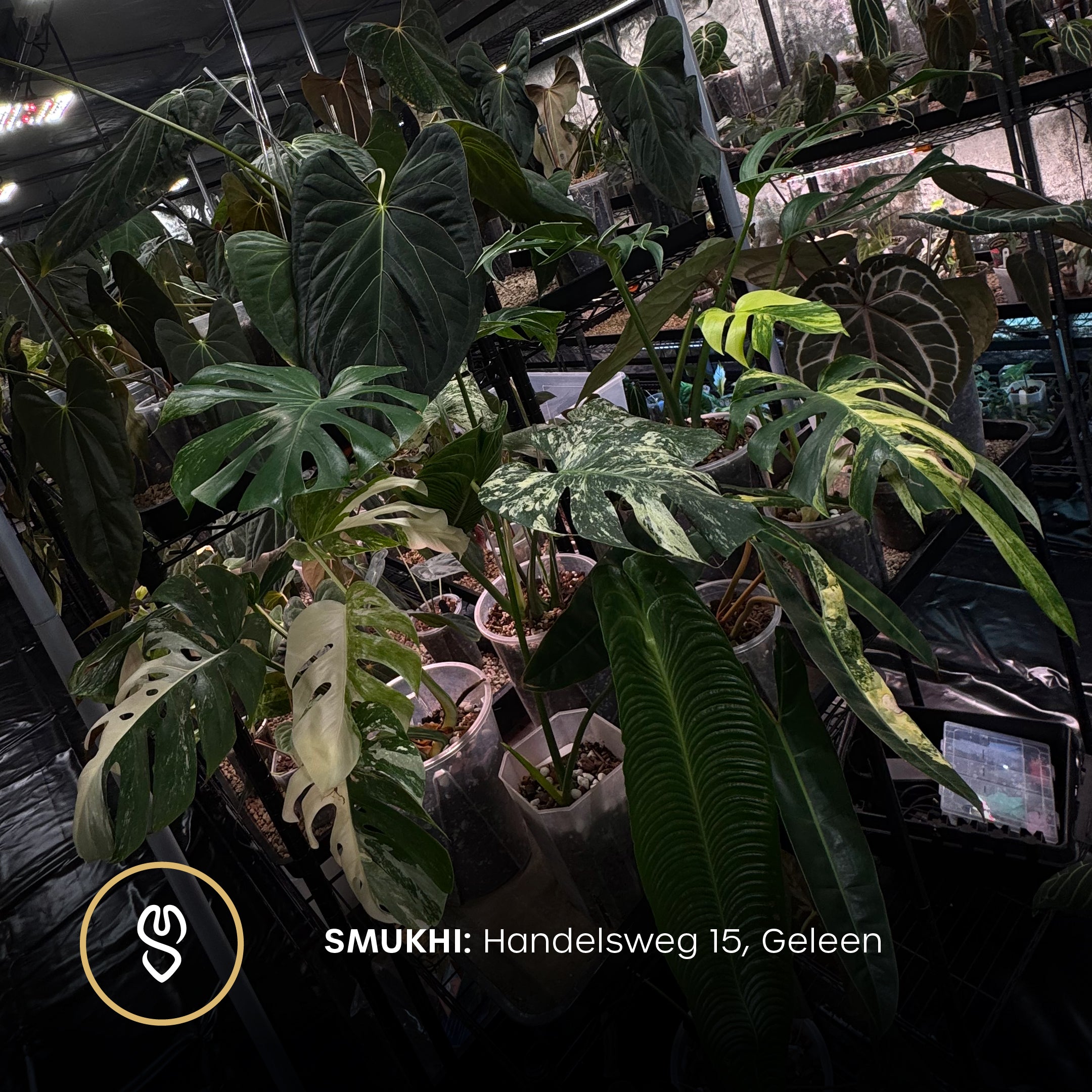 Open House - Free Entry Ticket