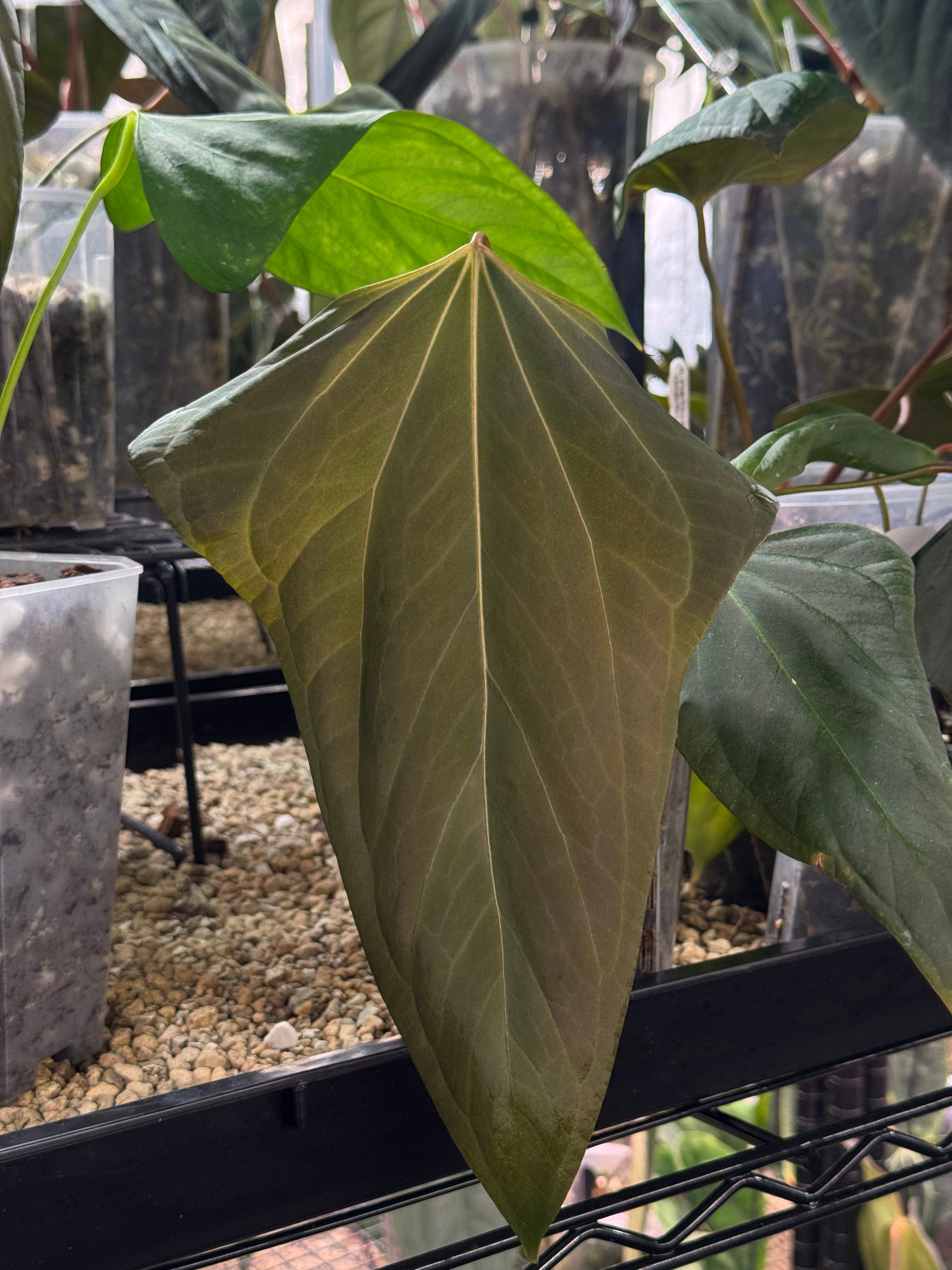 NFS: Anthurium Mr. Worldwide #2 - SMUKHI