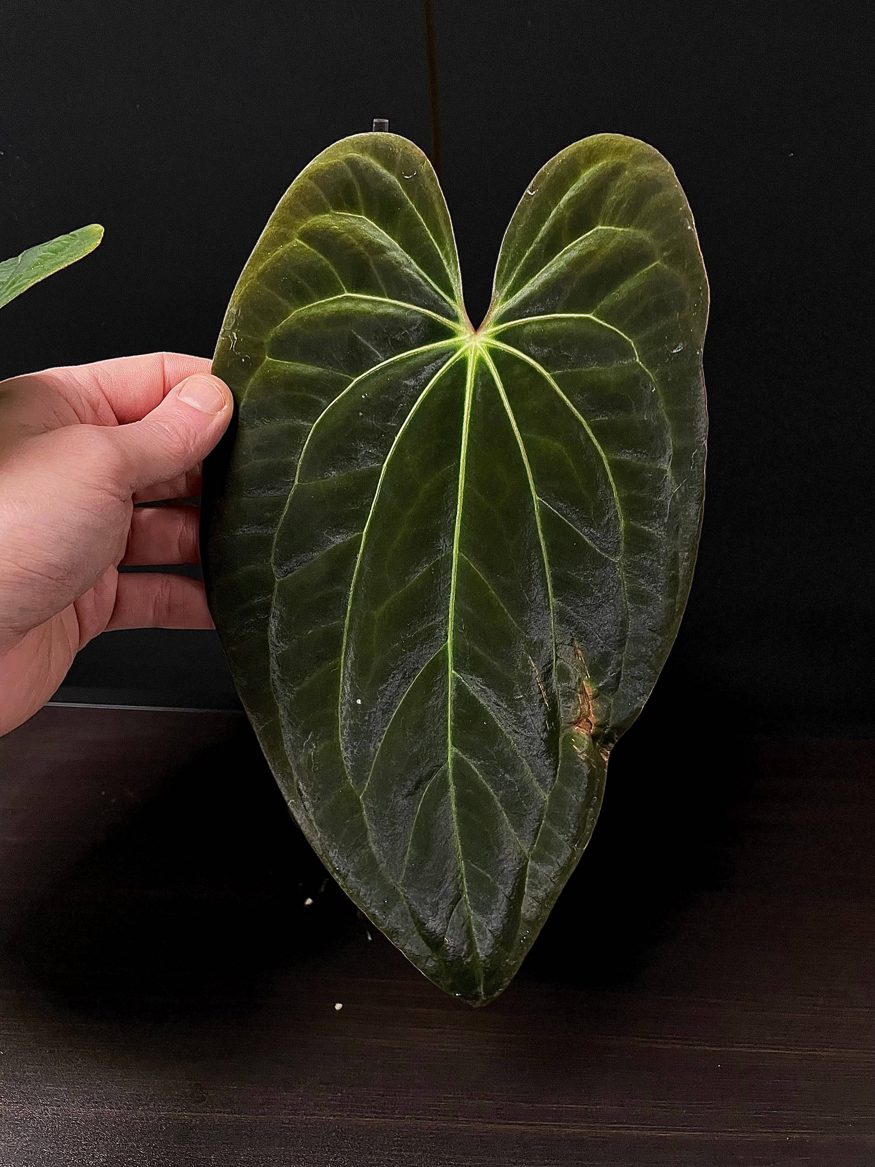 Anthurium (Blue Papillilaminum x Forgetii) x (Papillilaminum XOne x XOne) - SMUKHI