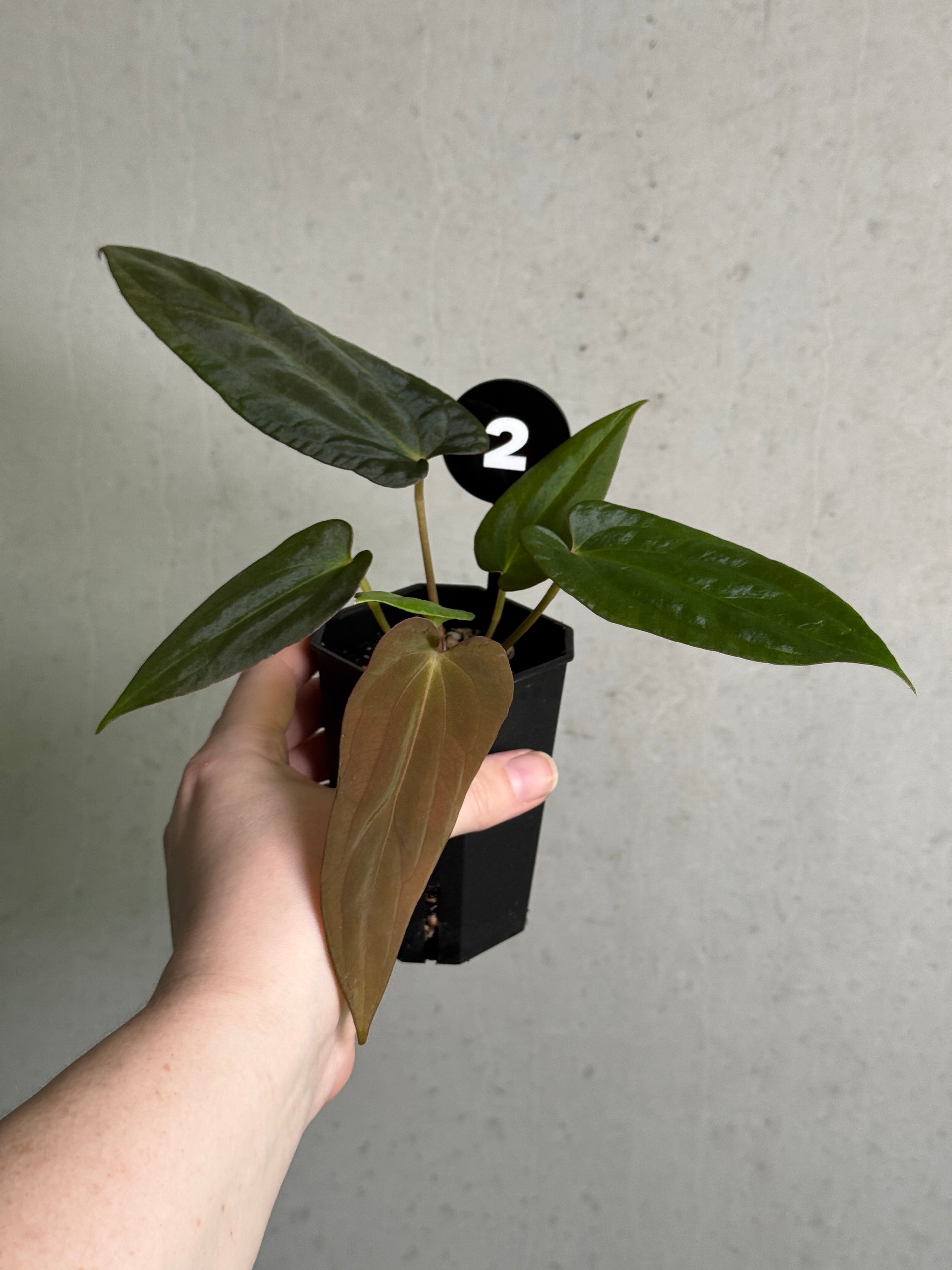 Anthurium Papillilaminum Ree Gardens x BVEP plant by SMUKHI, featuring glossy, round leaves with vibrant green foliage.