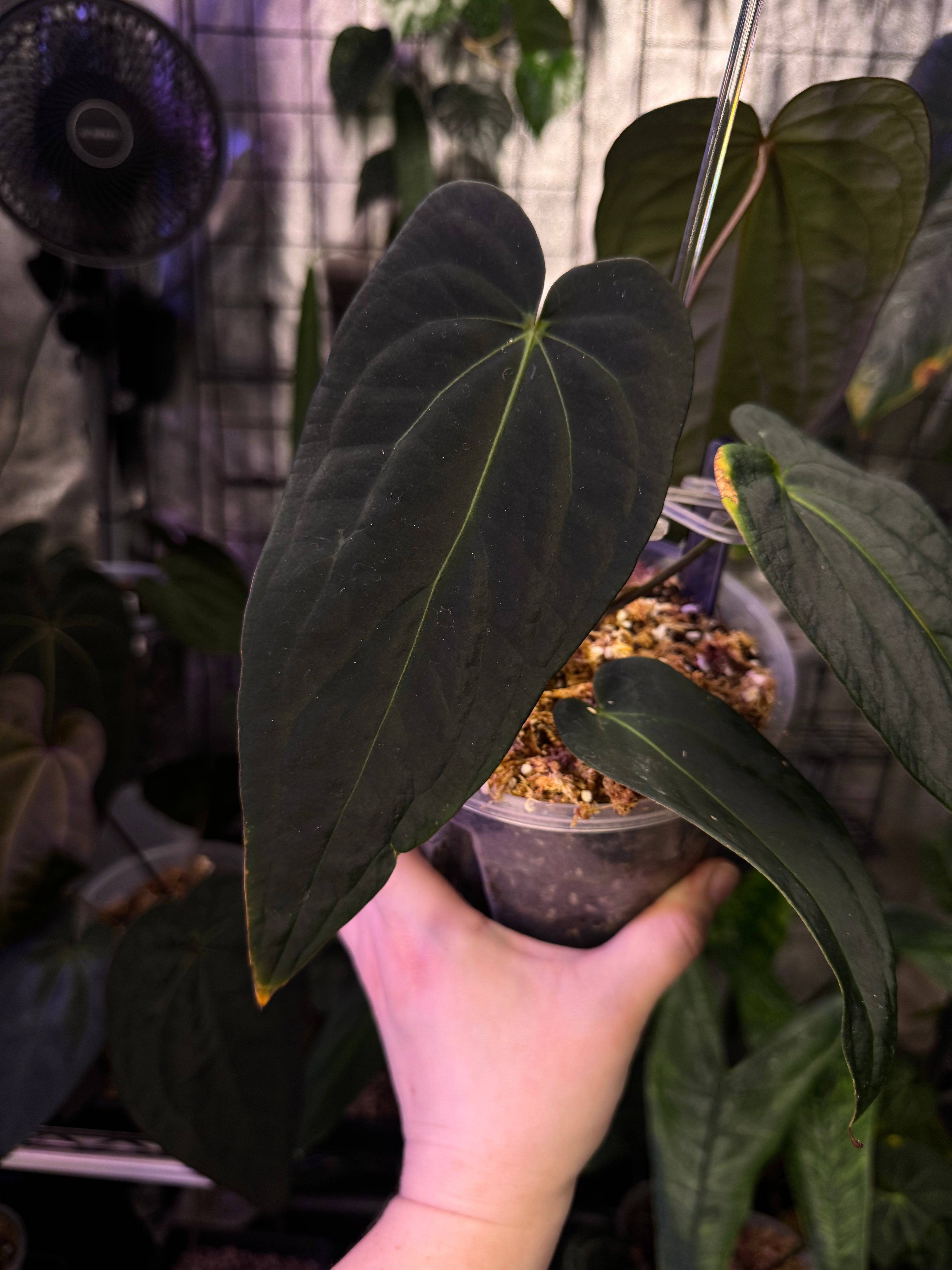 NFS: Anthurium Dark & Handsome '9' x Red Velvet Cake '24' - SMUKHI