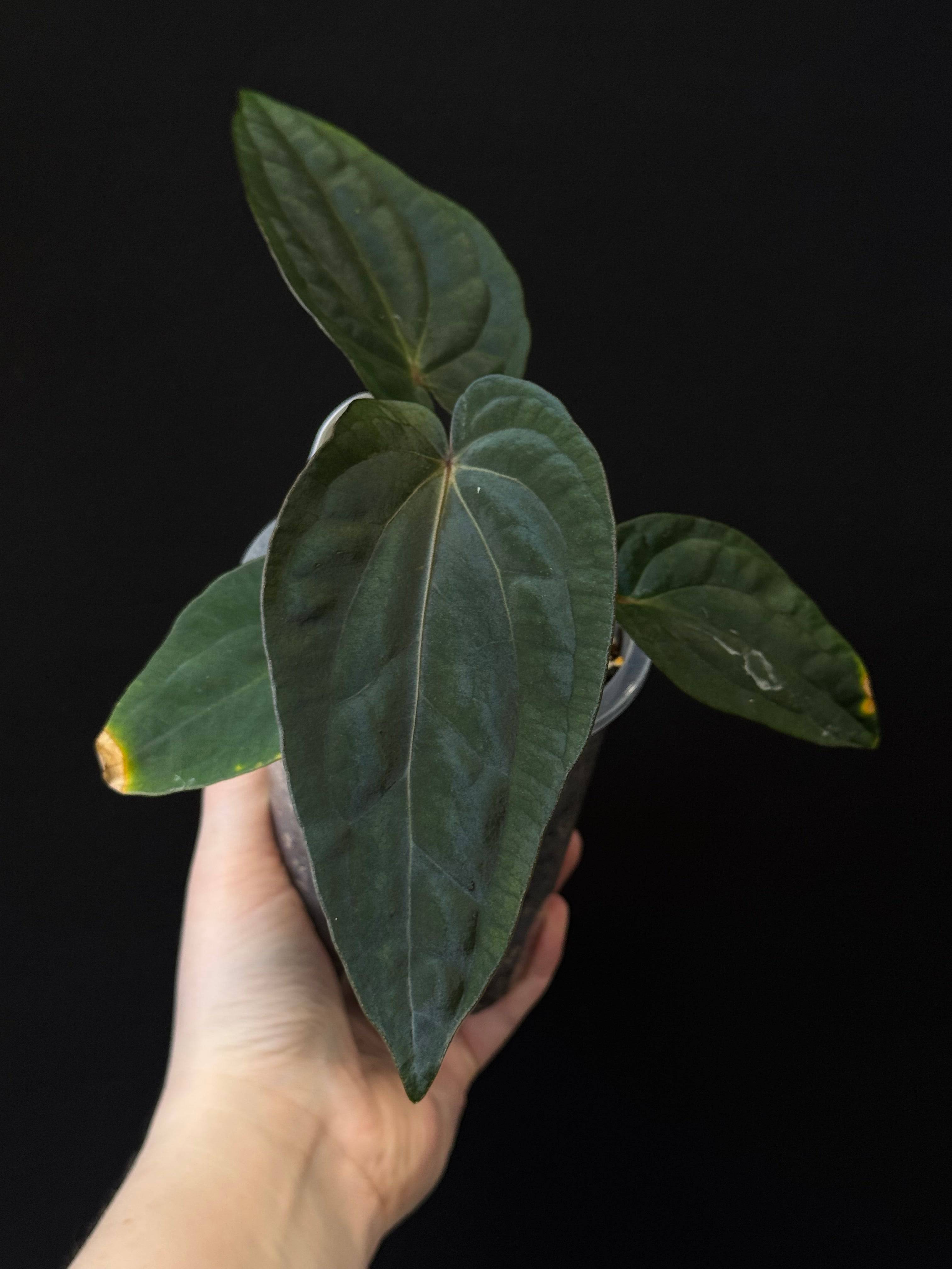 NFS: Anthurium (Dressleri RG F2 Dark x Carlablackiae ‘Amanda’) x Dressleri NSE ‘Obsidian’ - SMUKHI