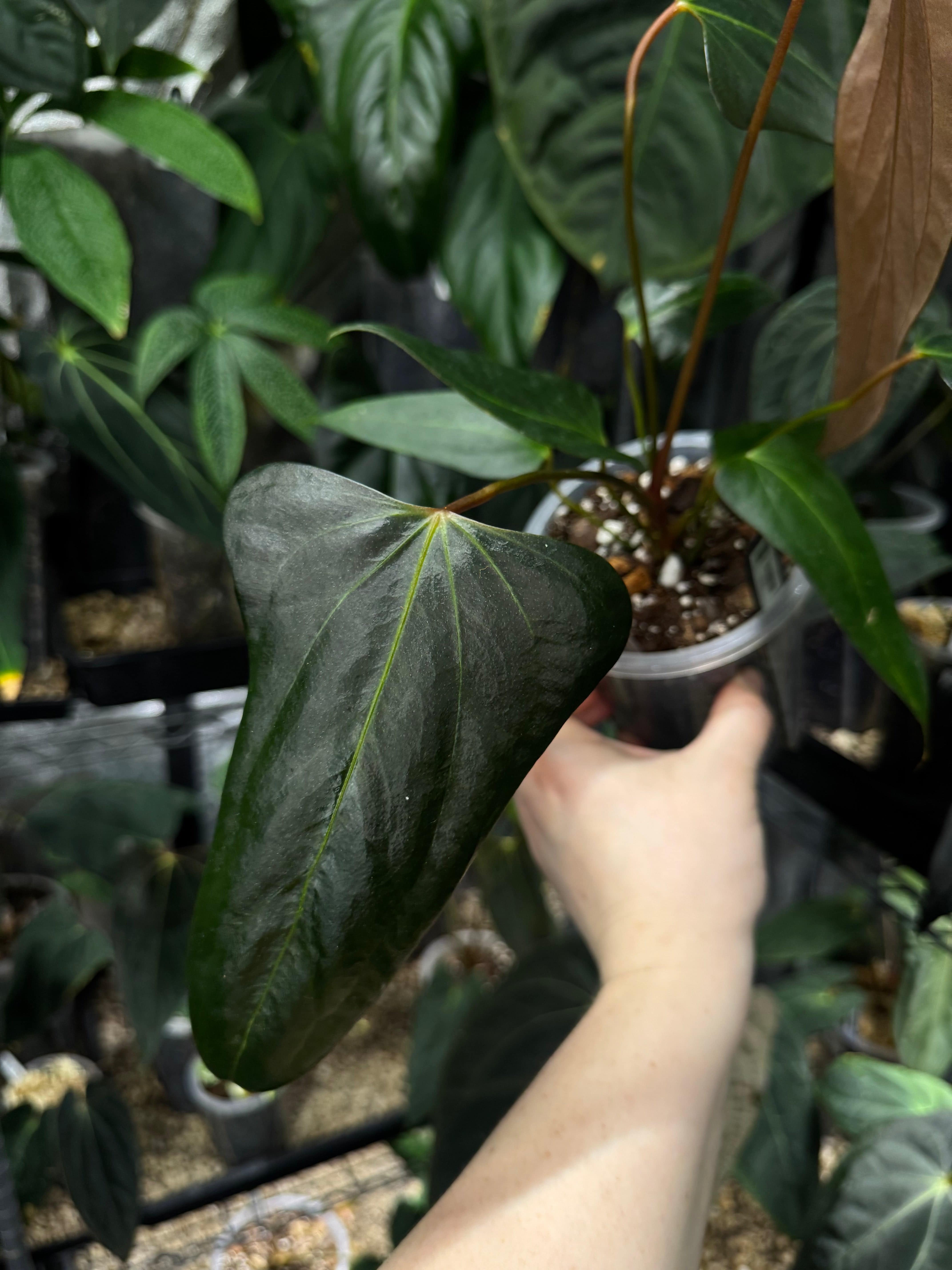 Anthurium 'Black Sweet' x Warocqueanum - Clone - SMUKHI