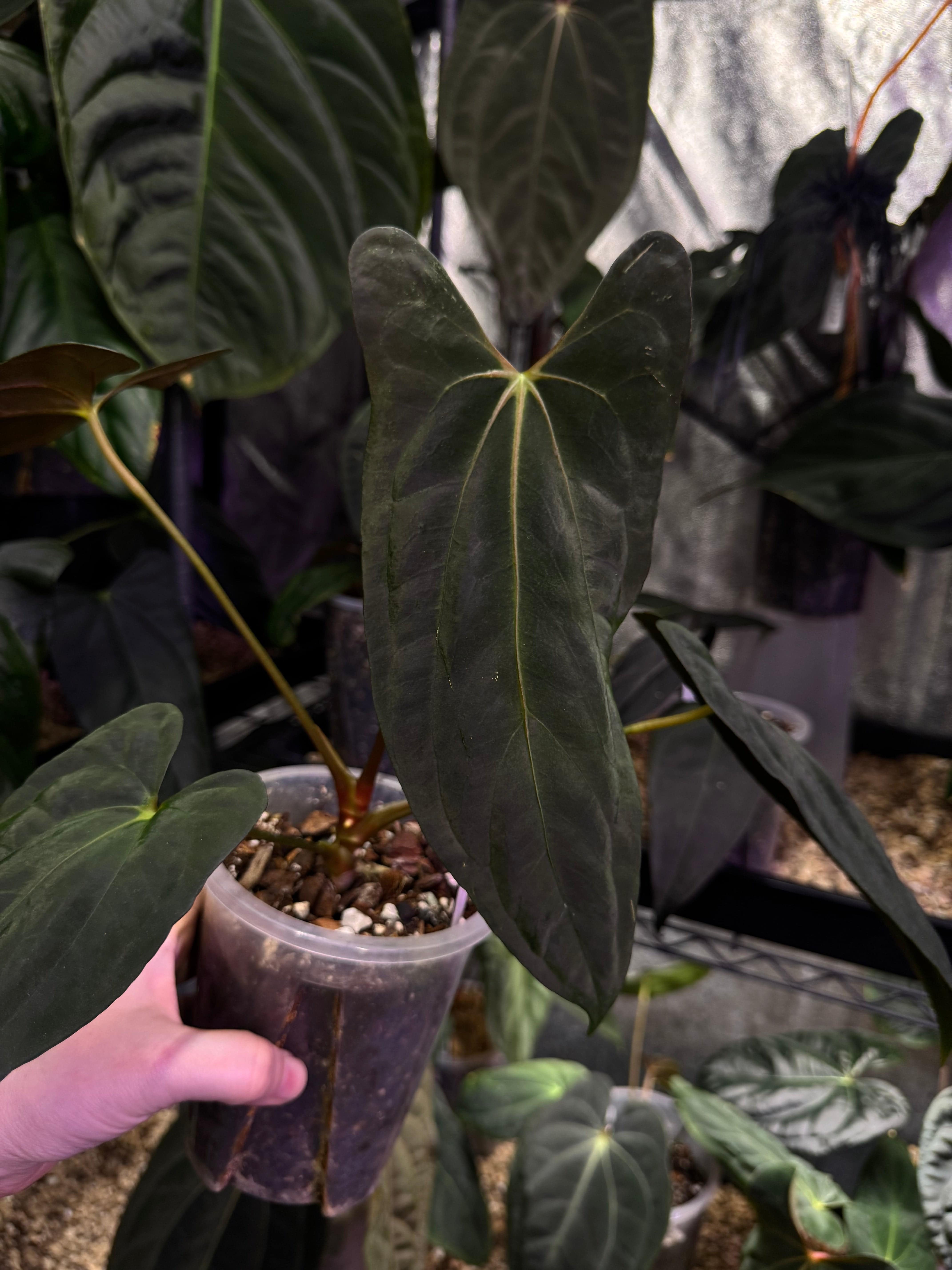 NFS: Anthurium Papillilaminum RLxFS ‘Dagger’ - SMUKHI