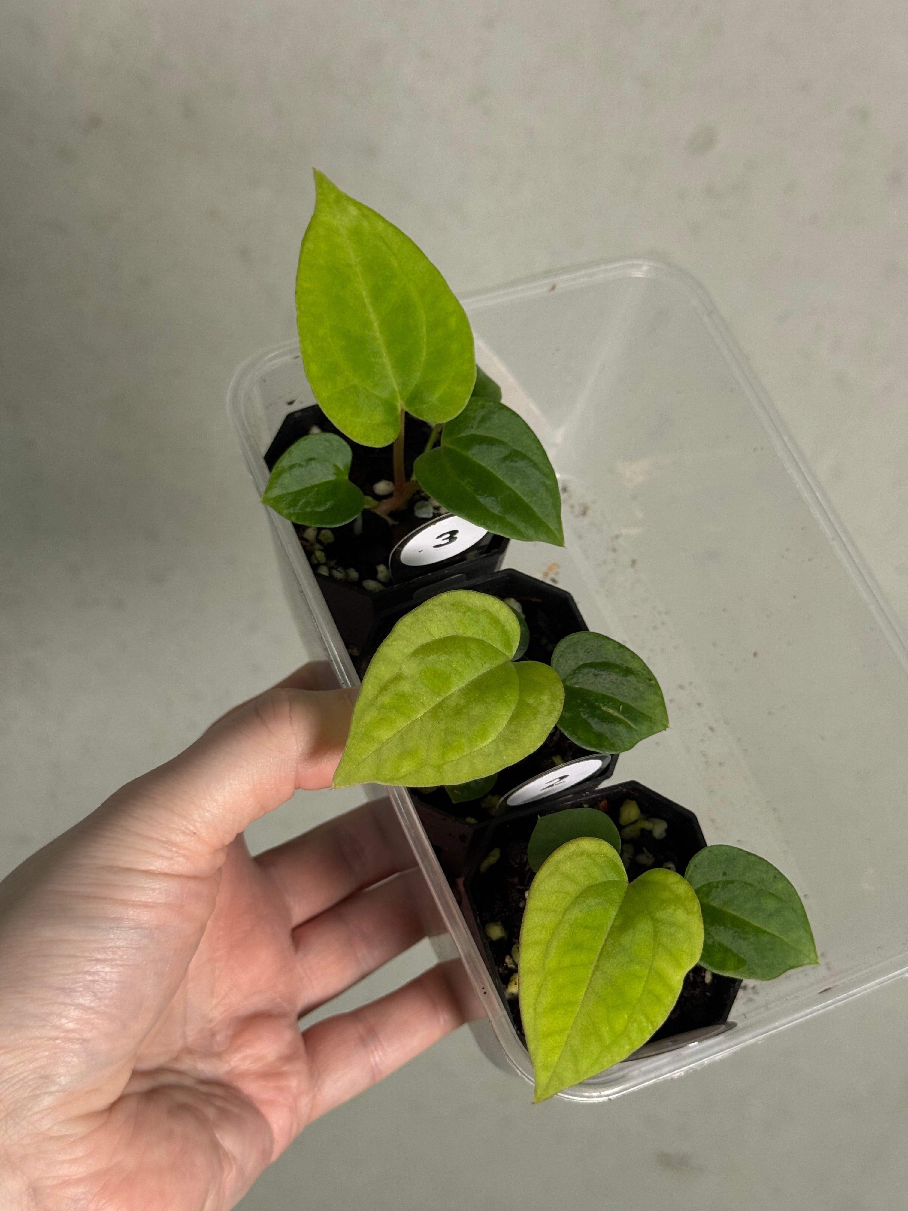 Anthurium Kunayalense PM5 x (BVEP RA1 or sp. Nov DF) - SMUKHI