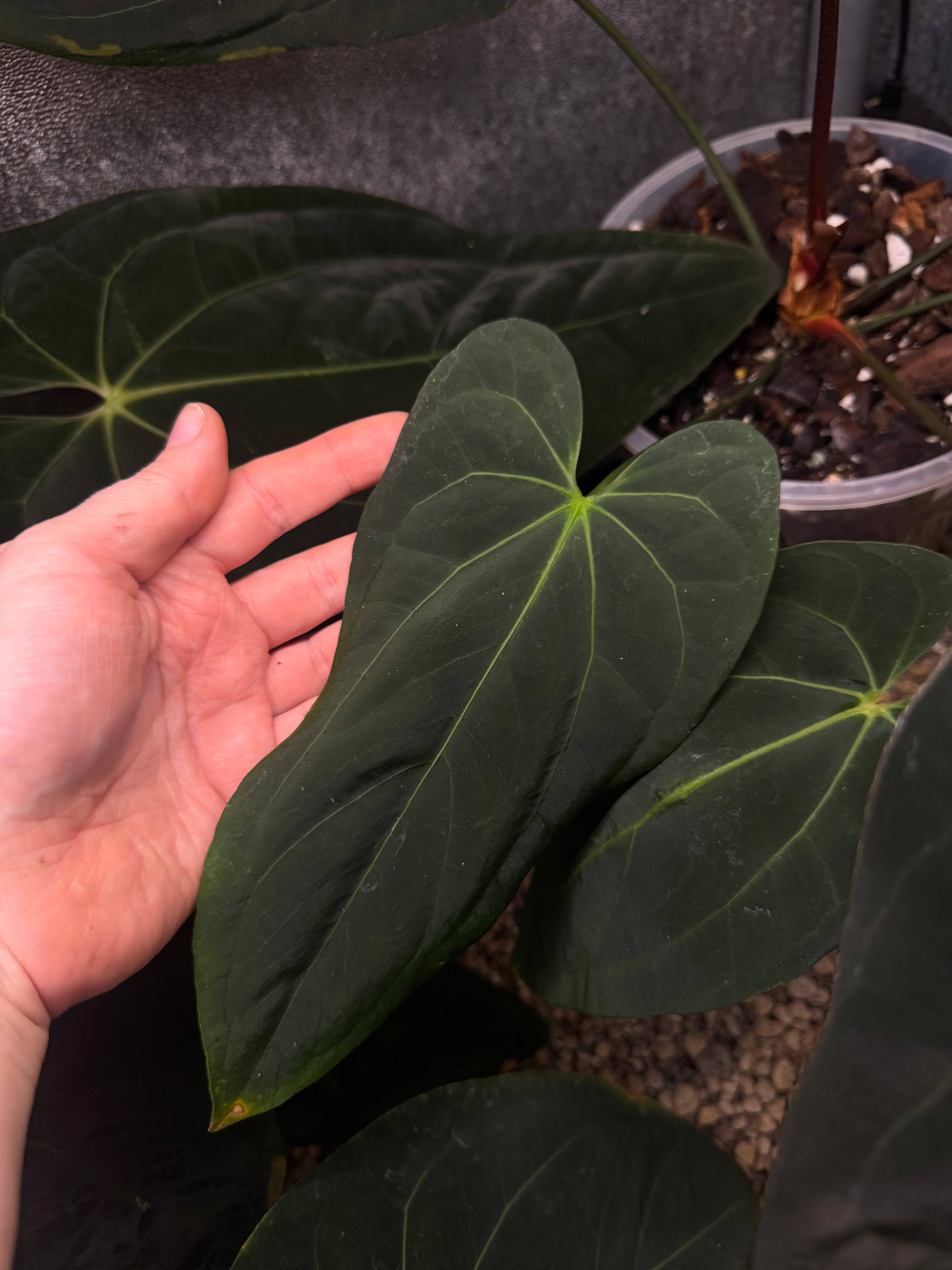 NFS: Anthurium Blue Papillilaminum - SMUKHI