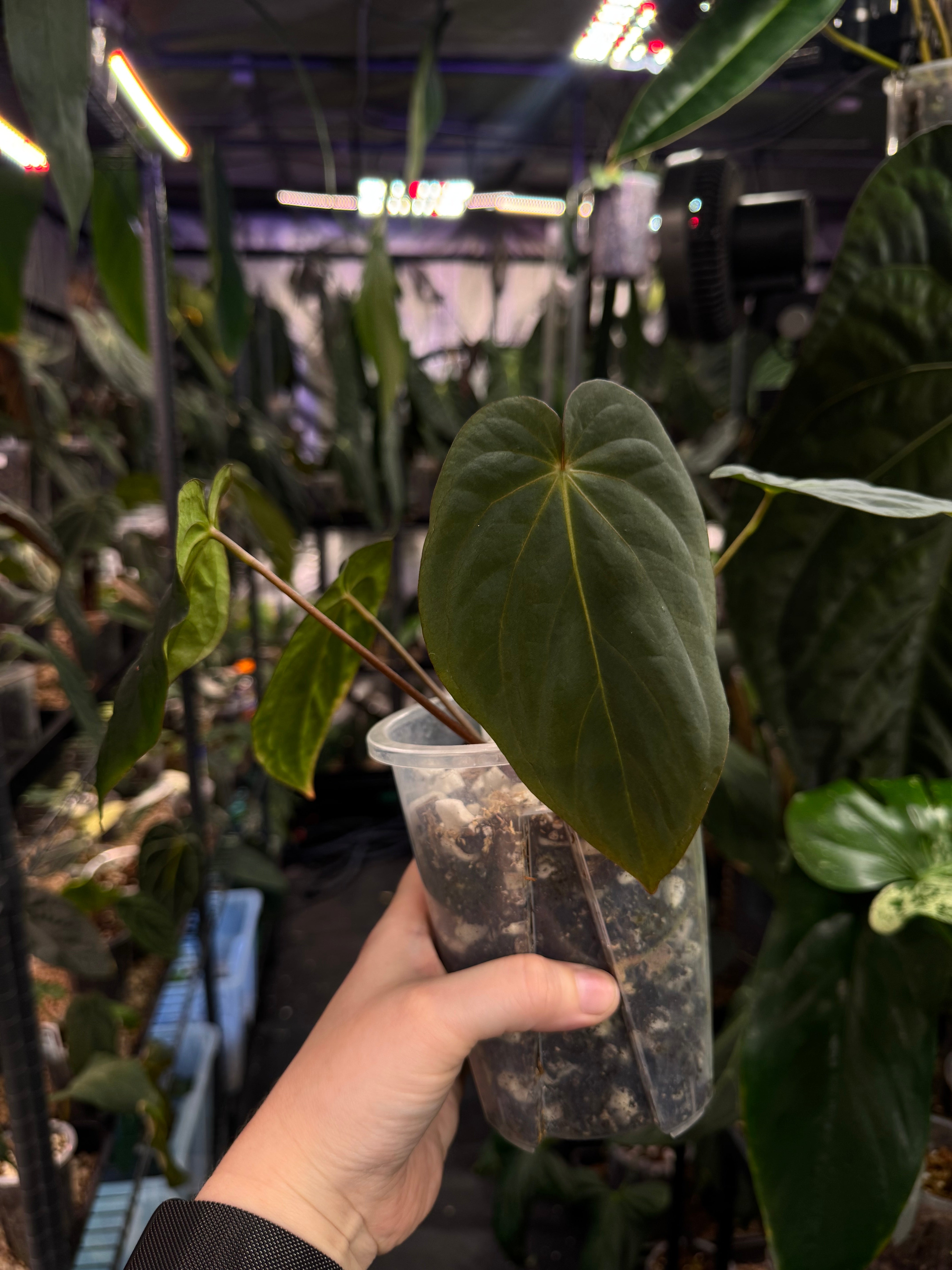 Anthurium BVEP (Round x Felix) x Felix