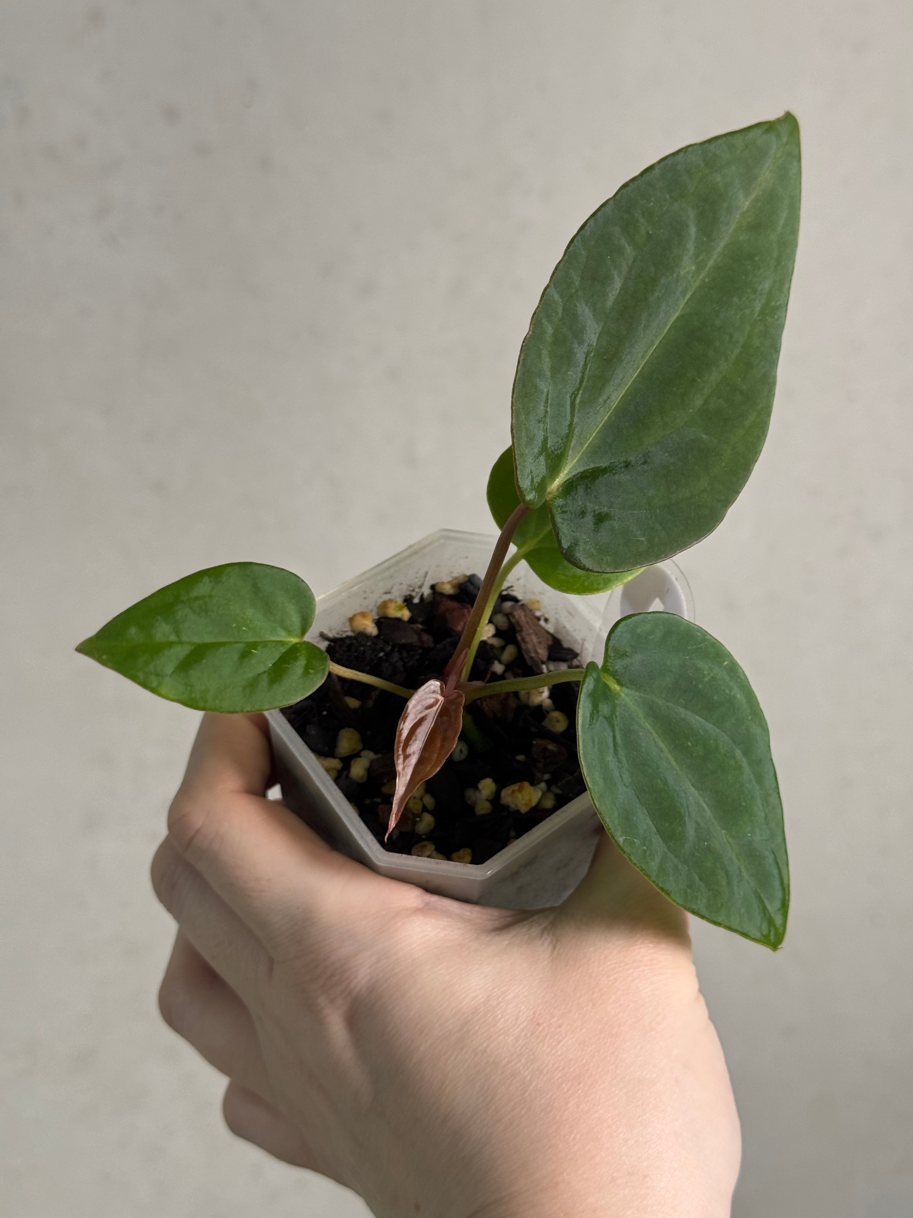 Anthurium (Dark Phoenix x Blue Papillilaminum) x Fort Sherman S1 - SMUKHI