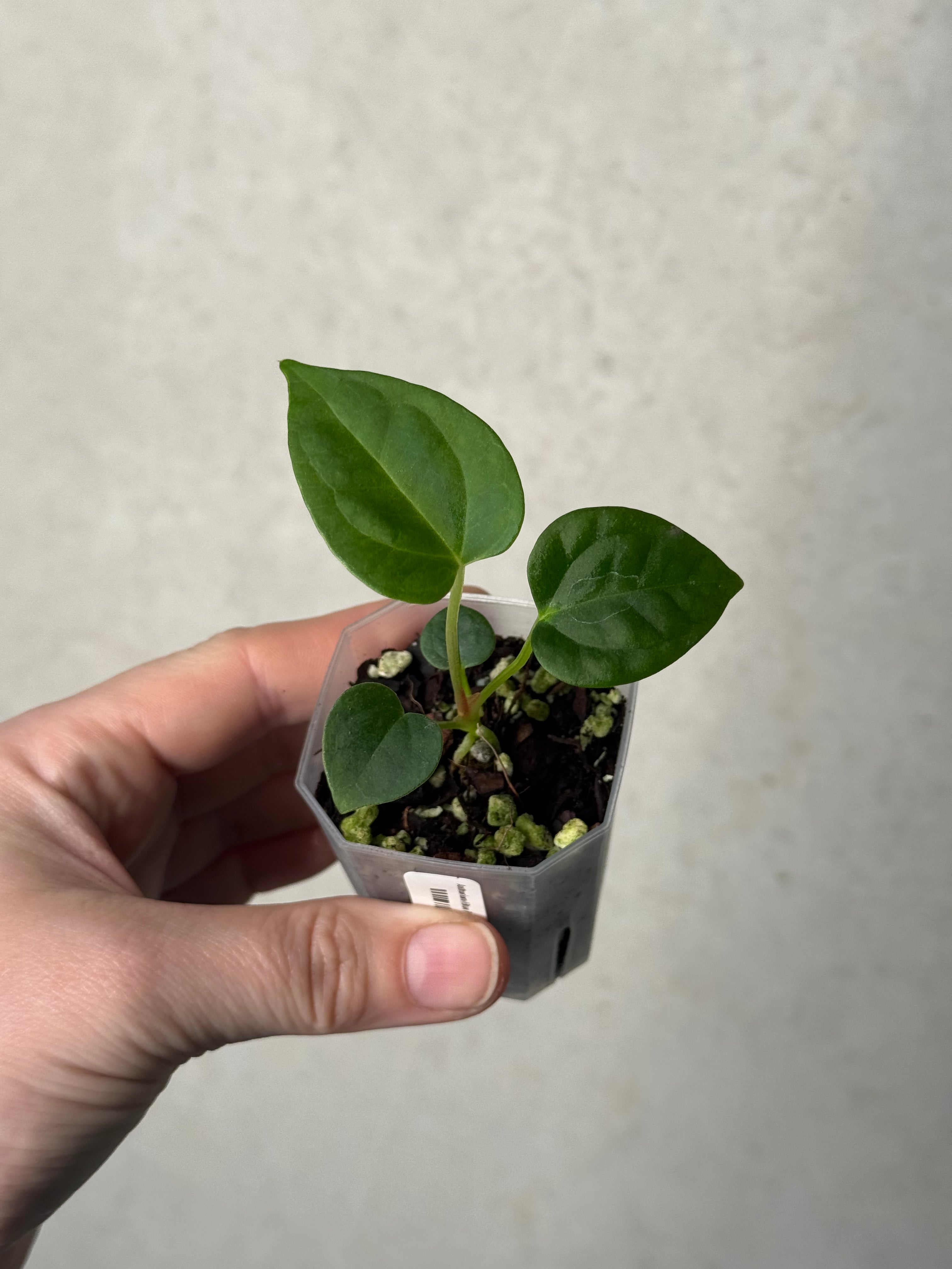 Anthurium (Blue Papillilaminum x Forgetii) x (Papillilaminum XOne x XOne)