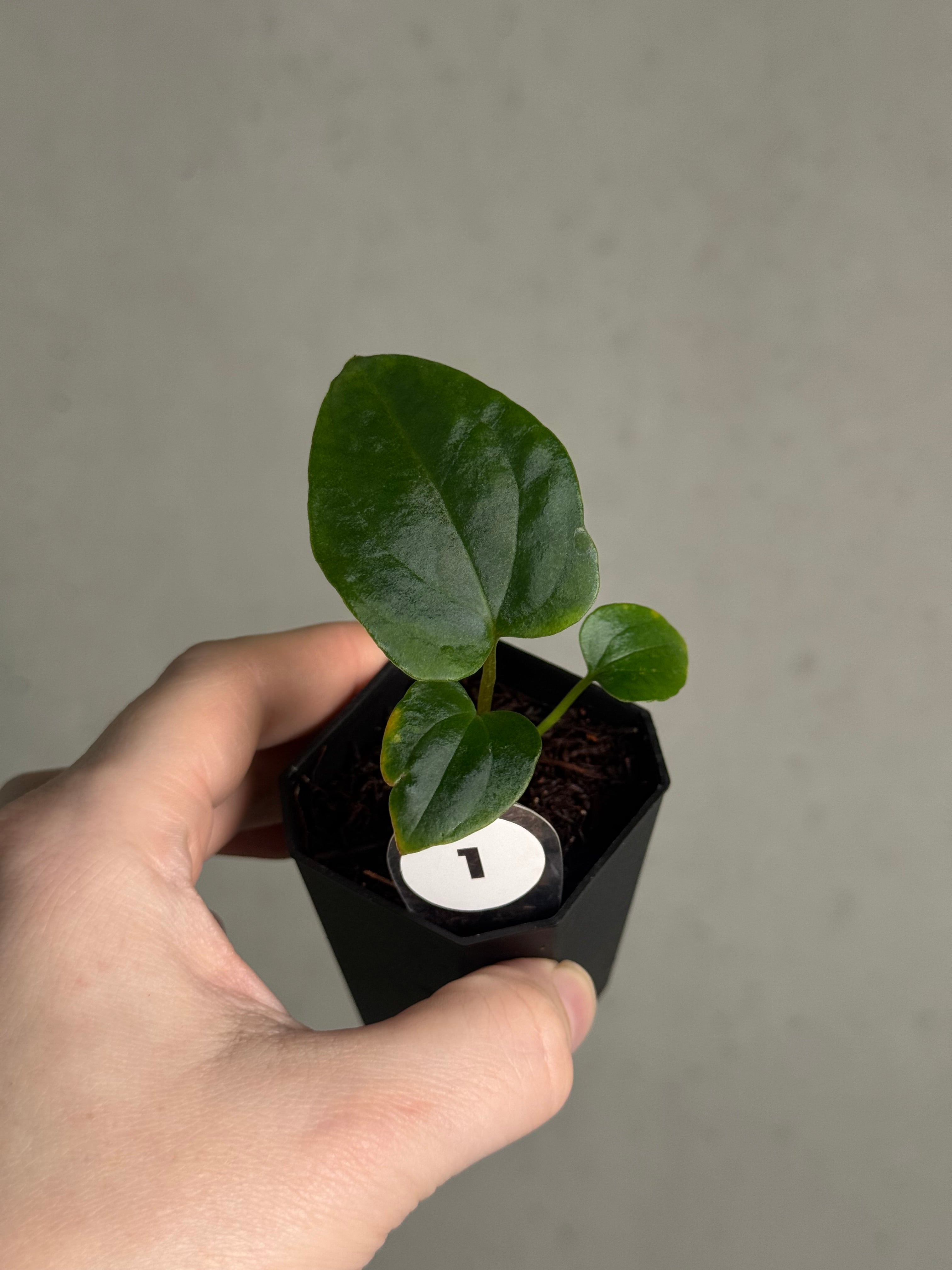 Anthurium Dressleri NSE 'Obsidian' x (Black x F2) - SMUKHI