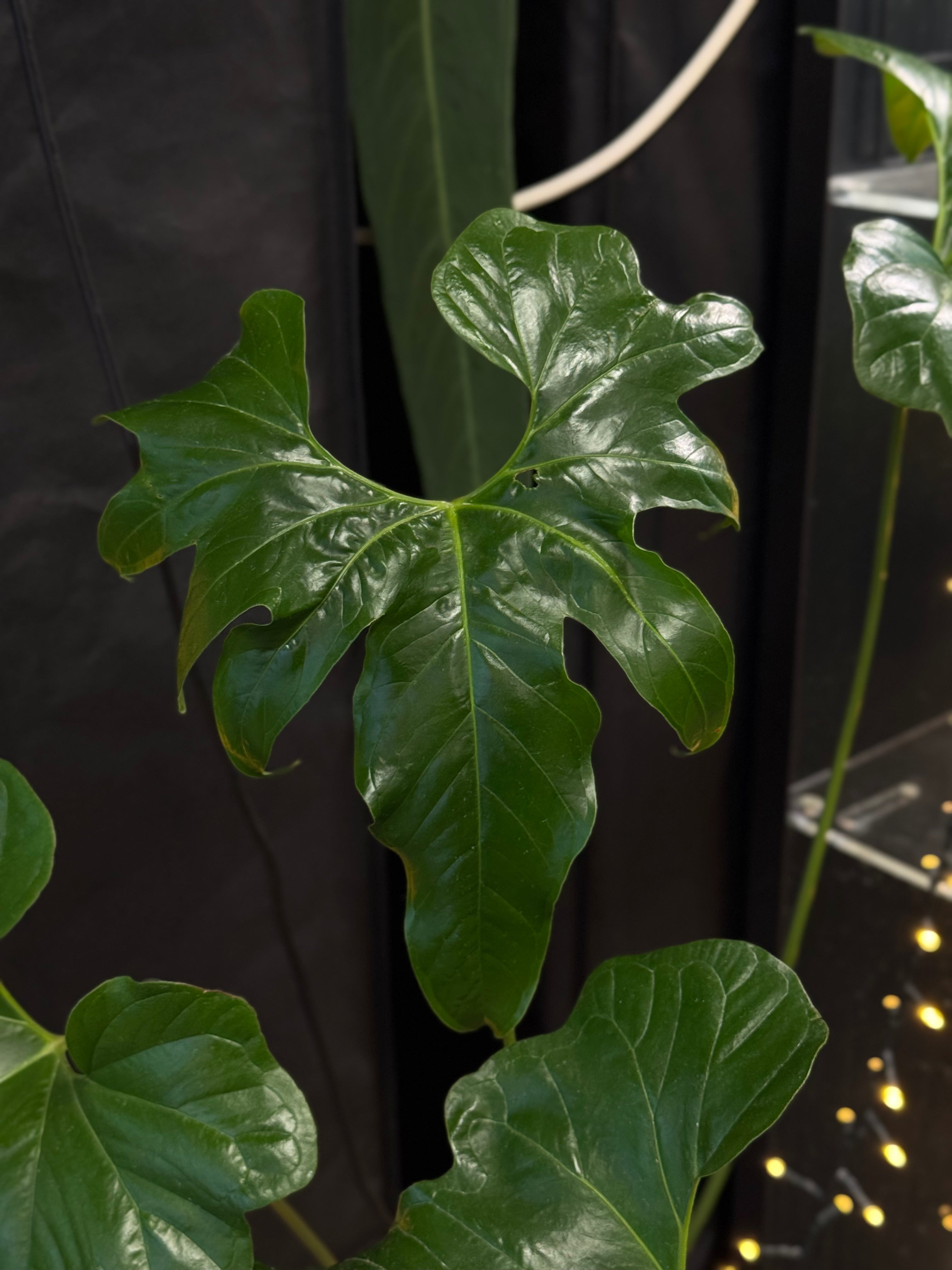 Anthurium Pedatum