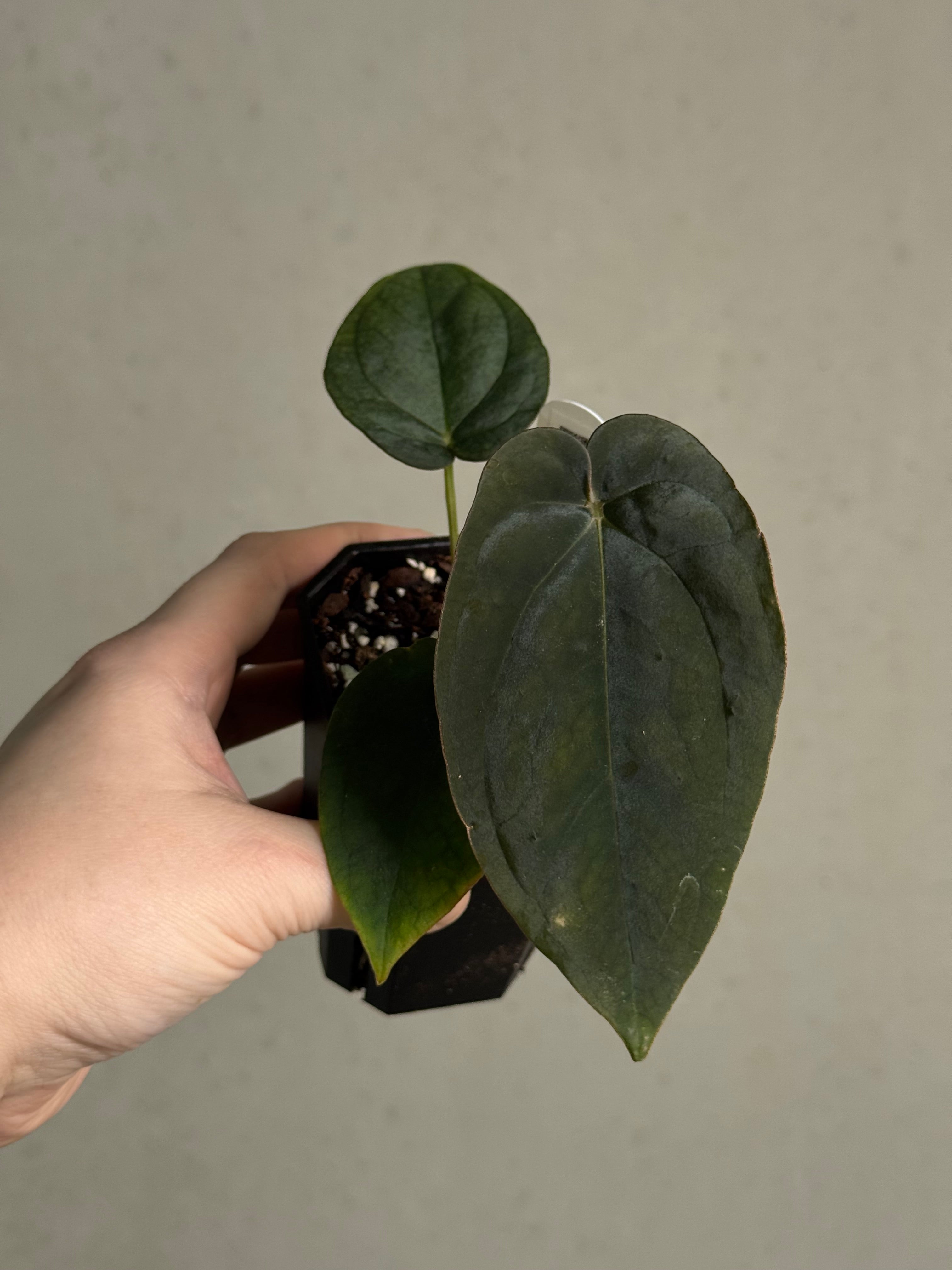 Anthurium BVEP Round x Felix #2 - Clone - SMUKHI