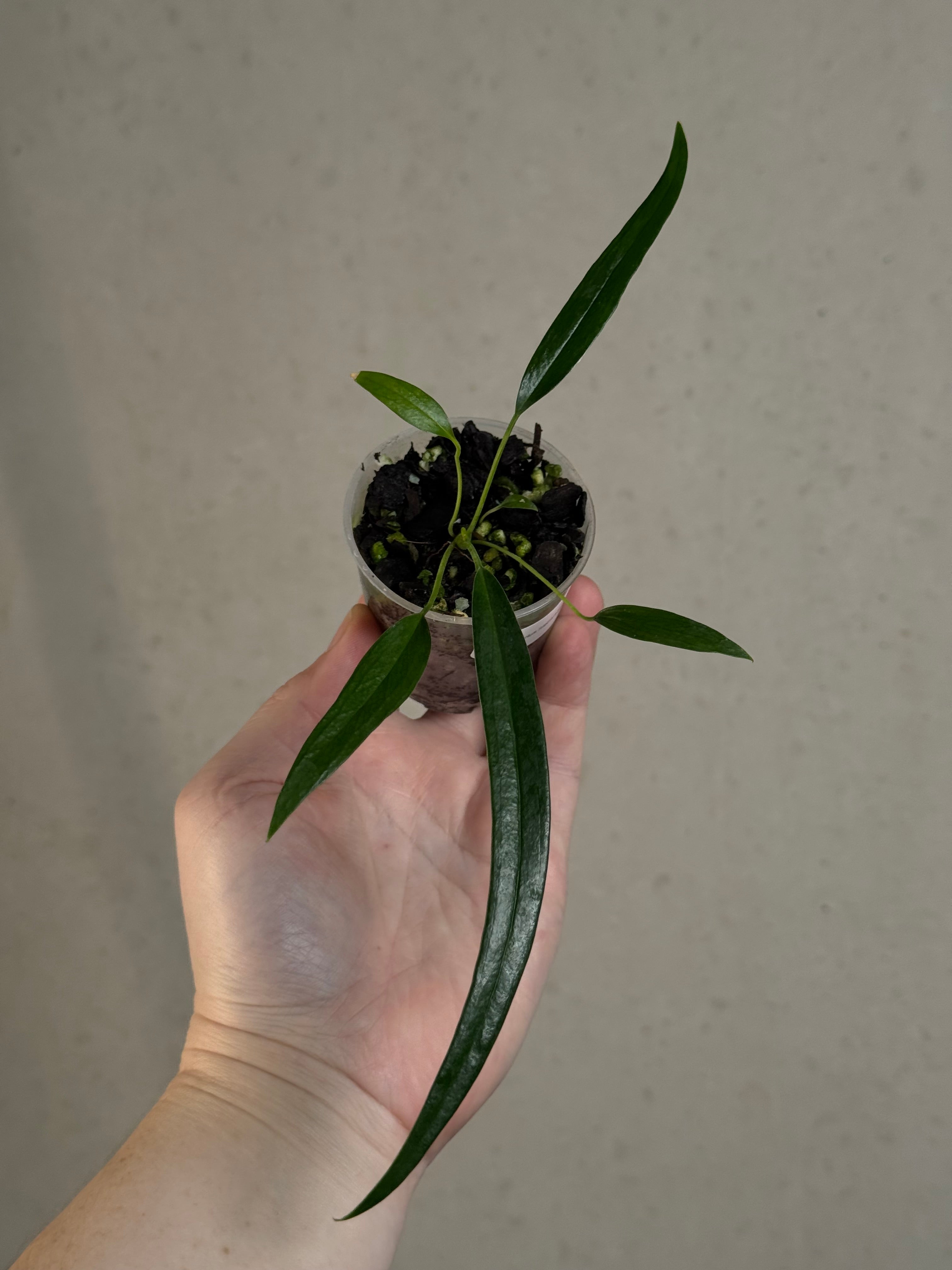 Anthurium Friedrichsthalii S1