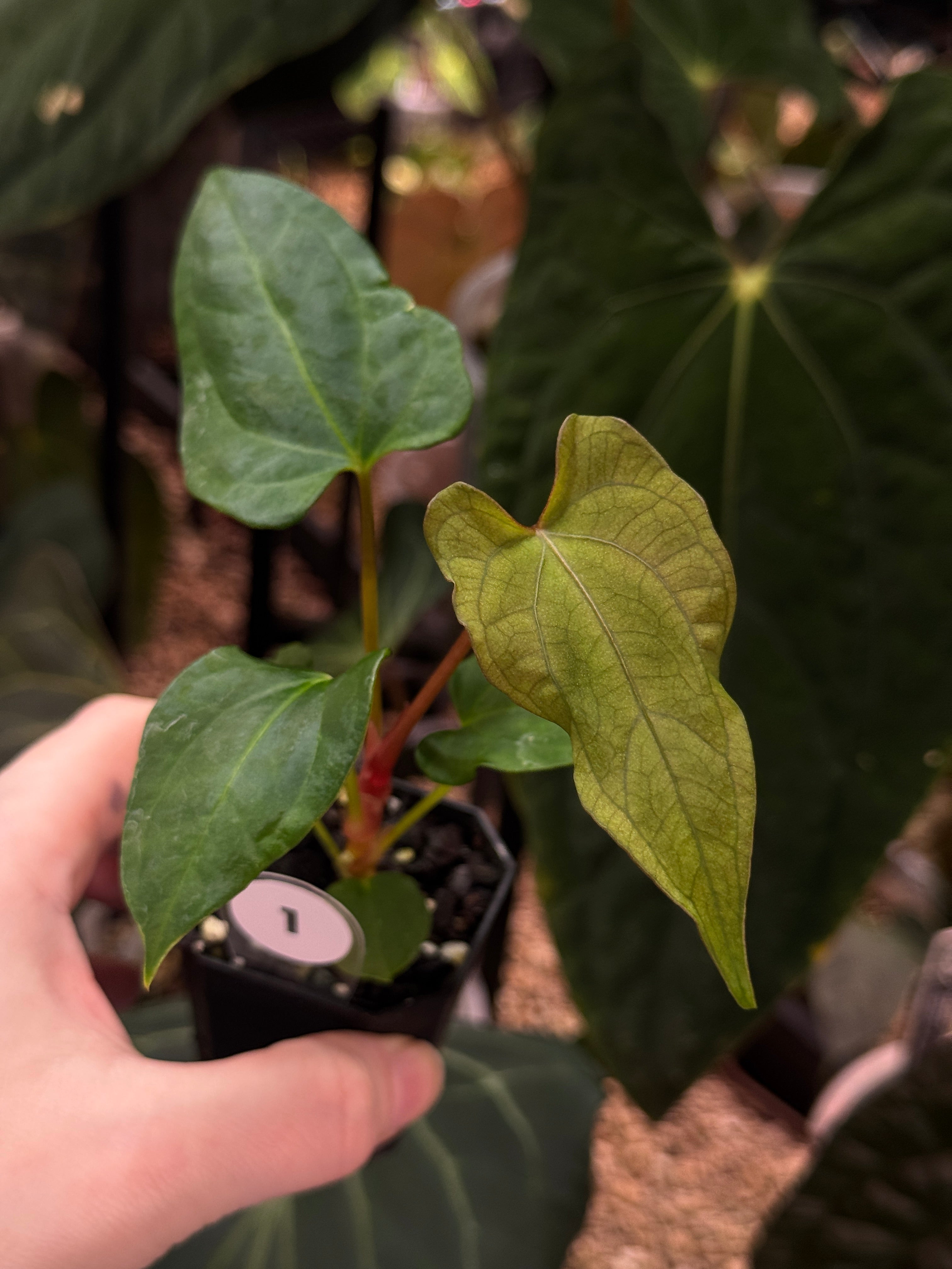 Anthurium Fort Sherman S1 x (Ralph Lynam x Fort Sherman) - SMUKHI