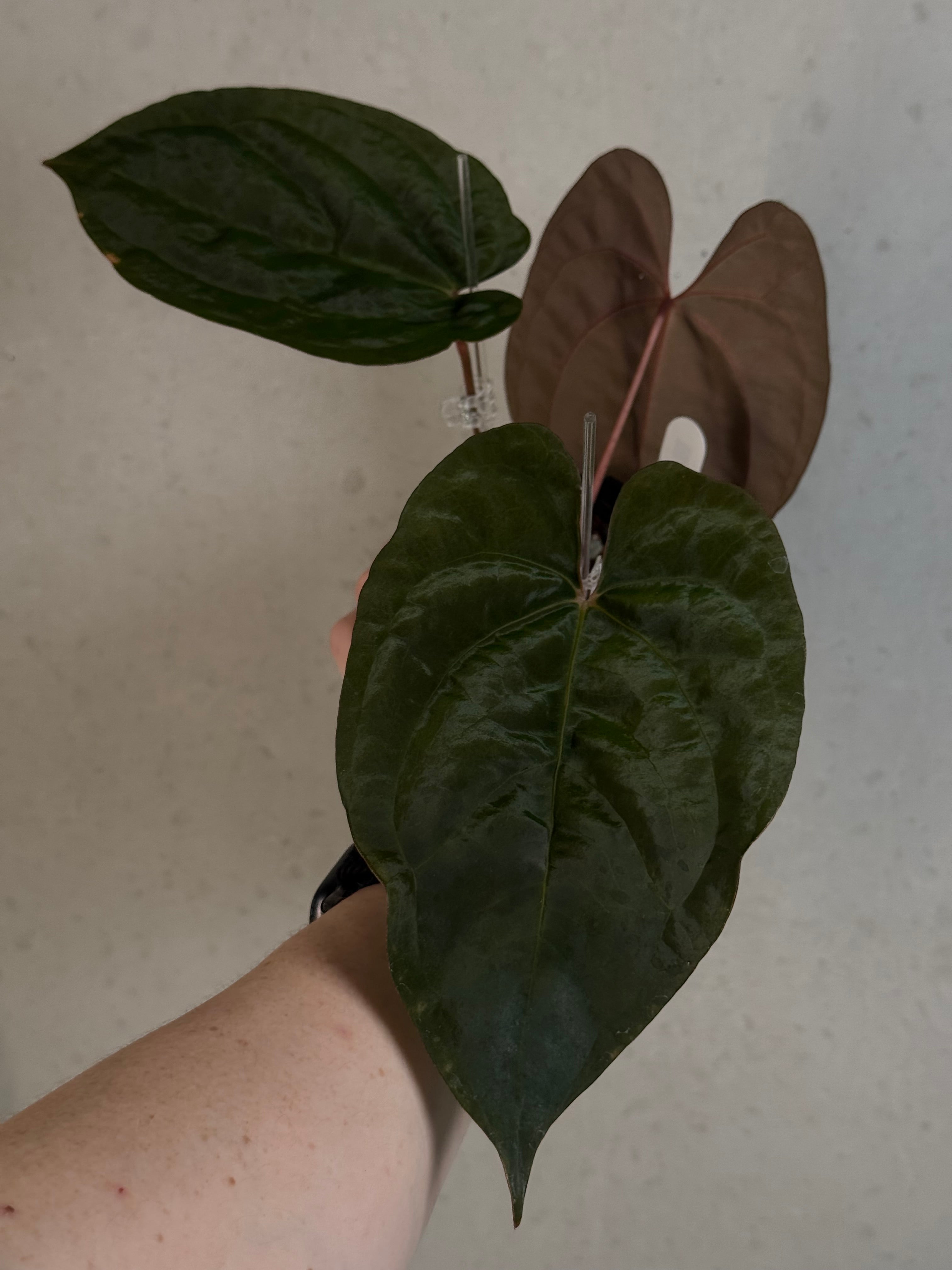 Anthurium Goliath x Dark Phoenix - Clone - Pre-order