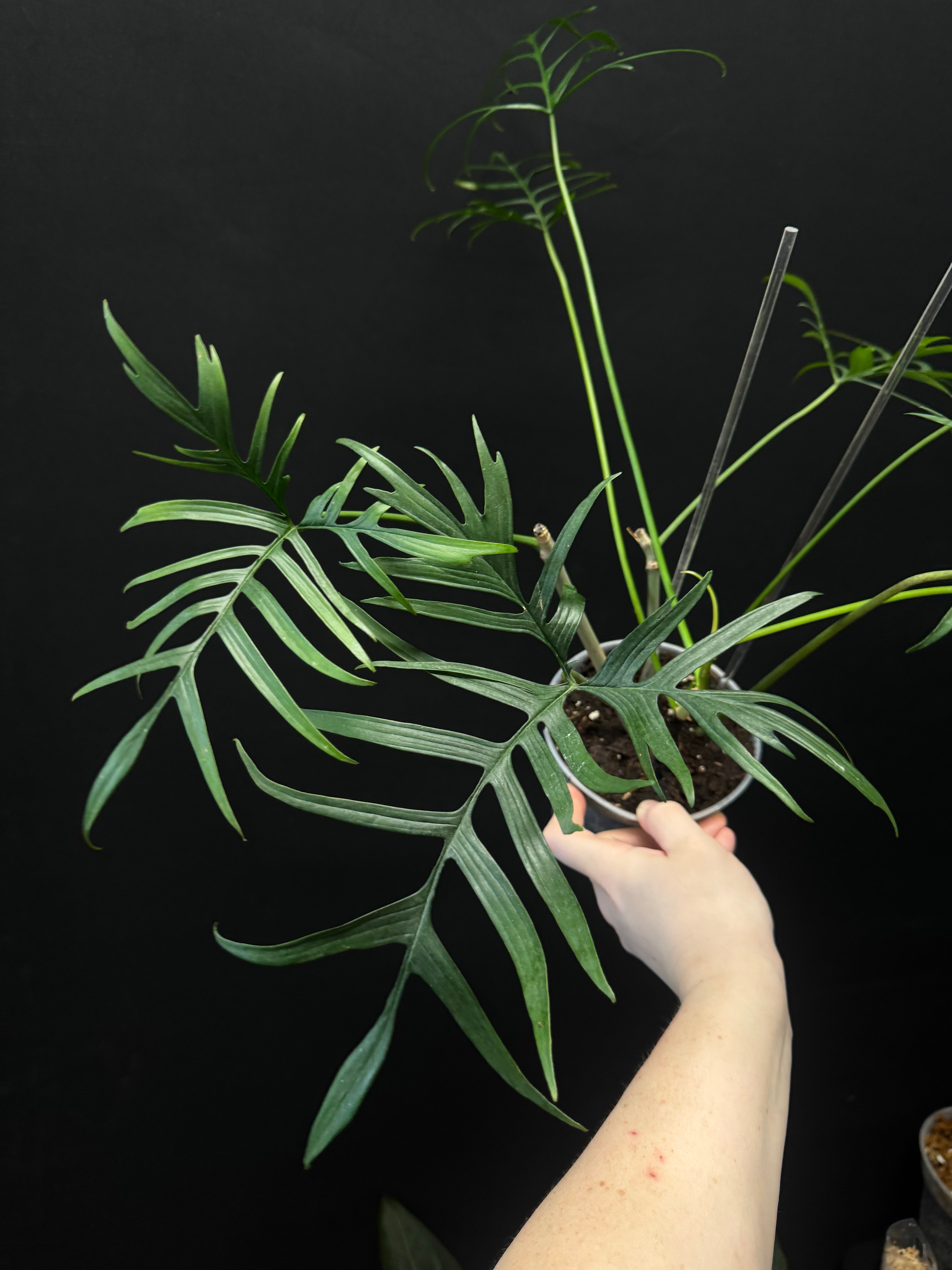 Philodendron Polypodioides