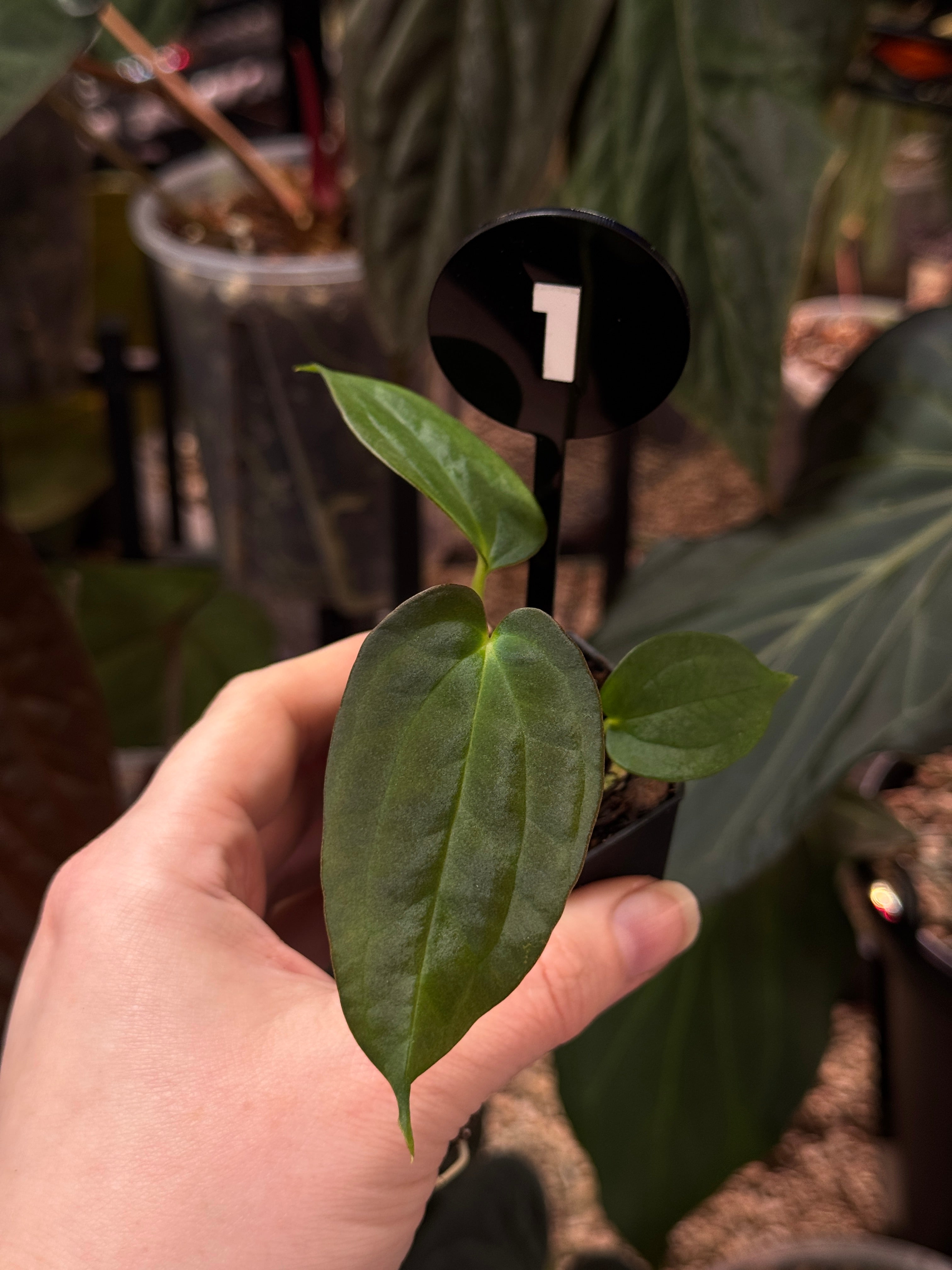 Anthurium Papillilaminum Ree Gardens x BVEP (‘Round’ x RA1)