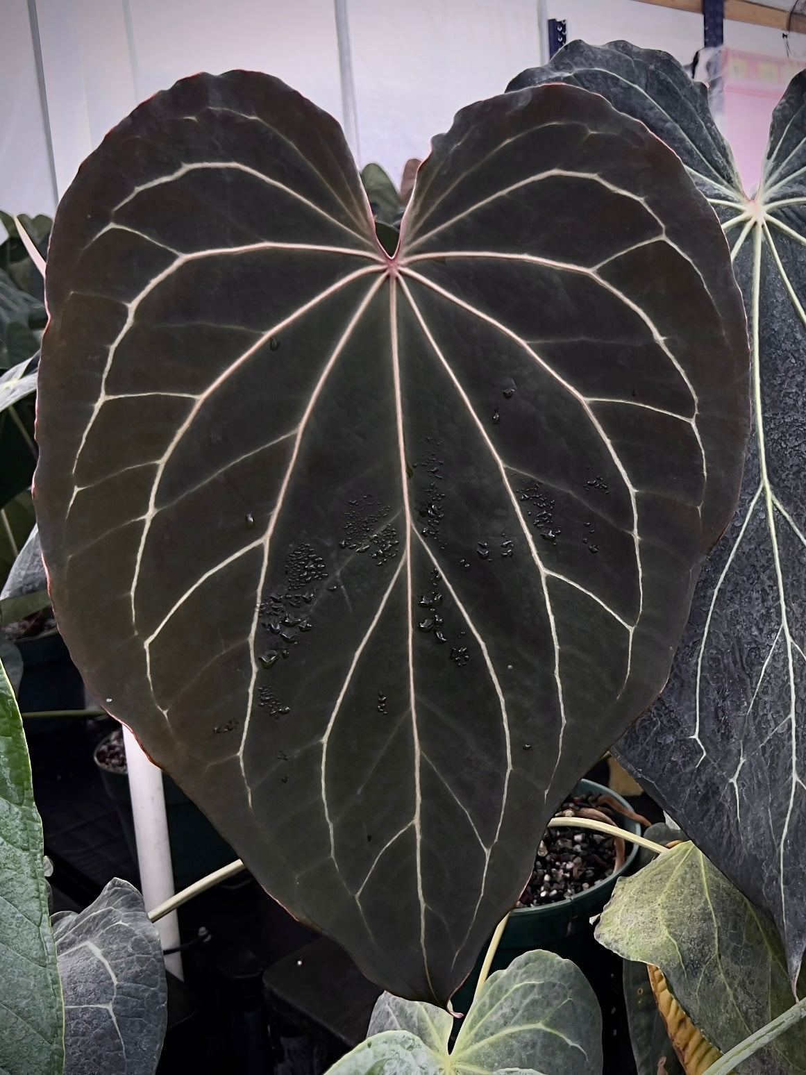 Anthurium Stripey X2 x (Black Widow x Michelle) 'PM1' - SMUKHI