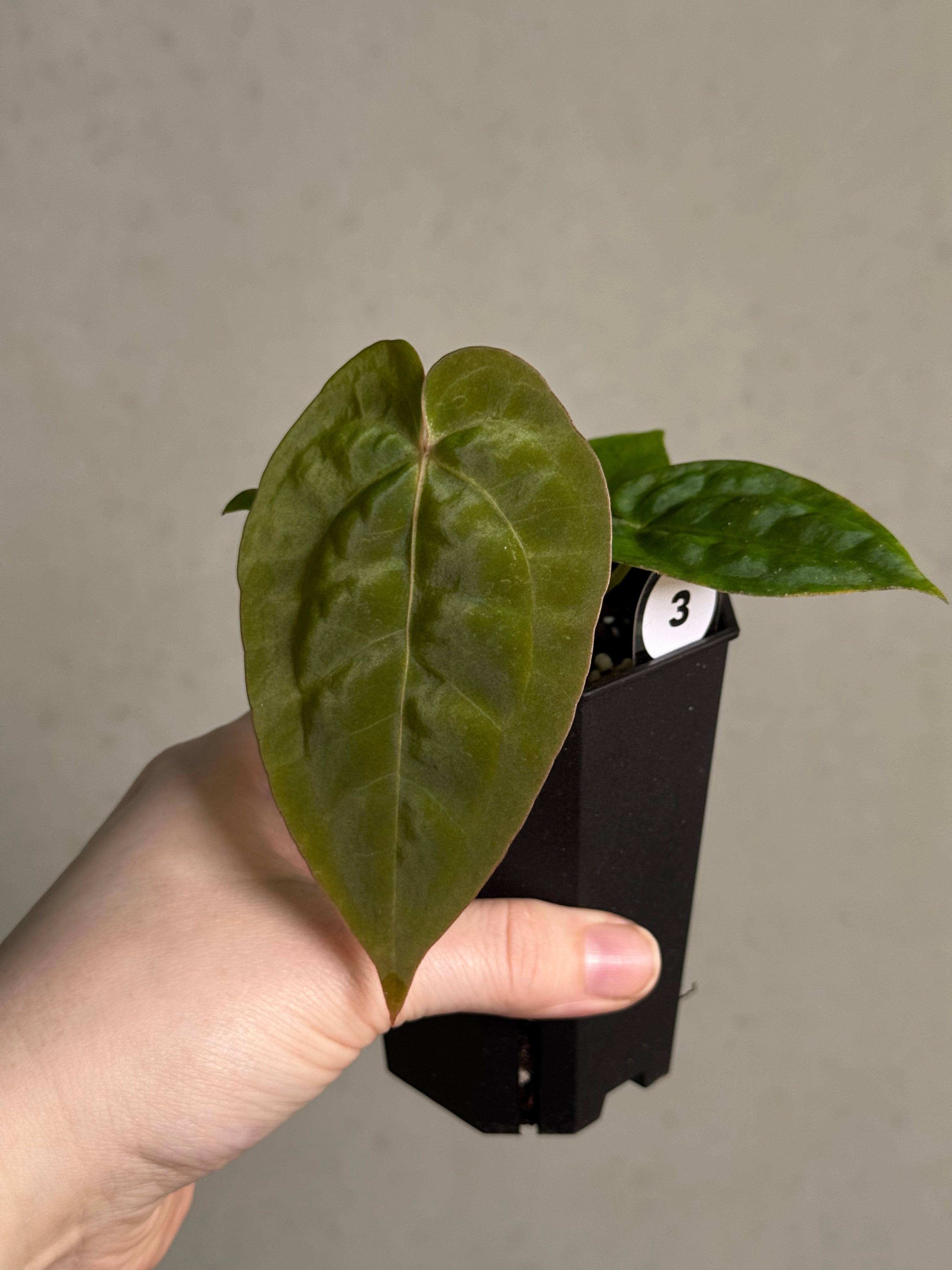 Anthurium Michelle x Papillilaminum ‘Guna Yala’ - SMUKHI