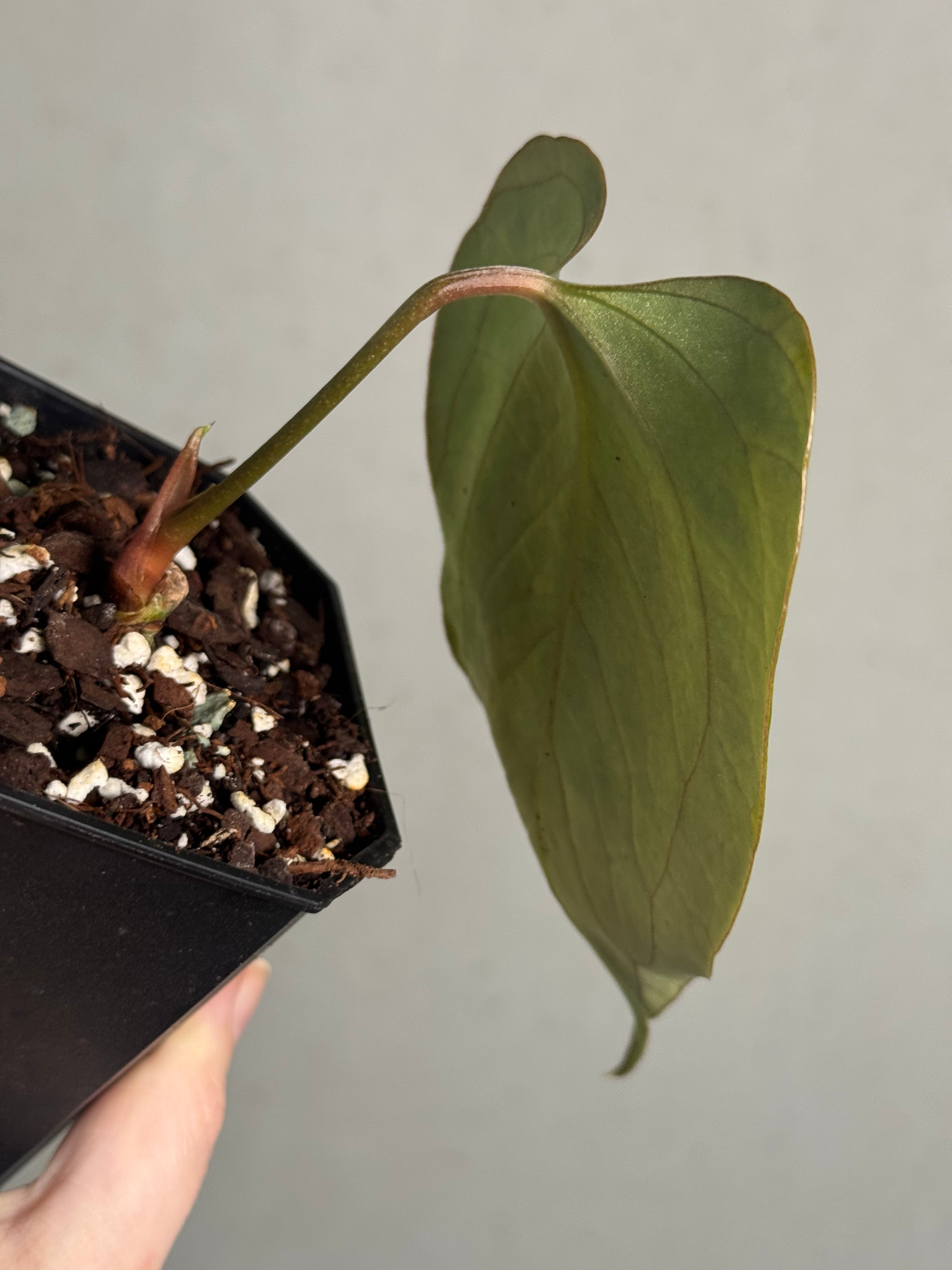 Anthurium Indo Portillae DF x self - Clone (Wide Sinus) - SMUKHI