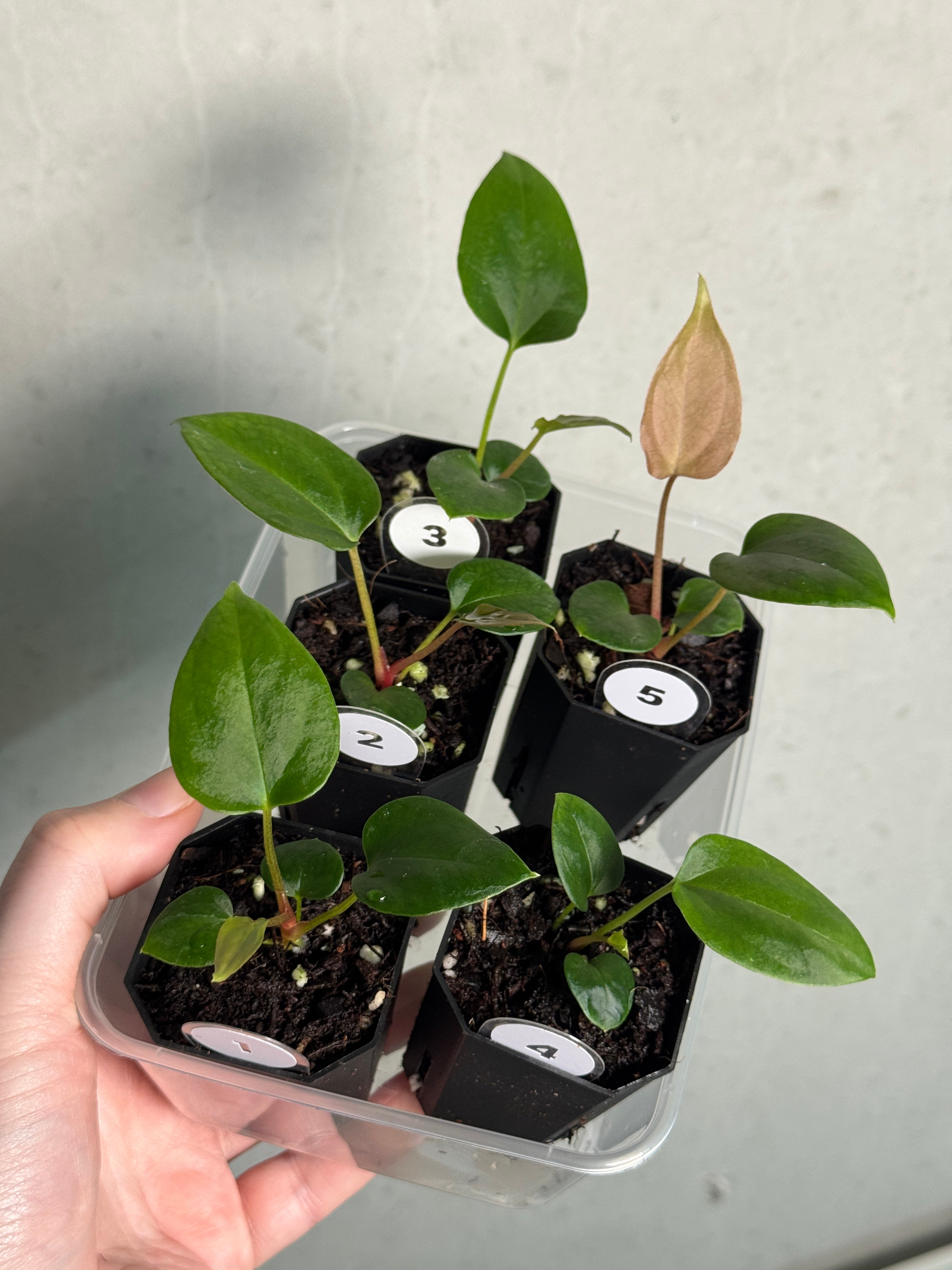 Anthurium Mr. Worldwide #2 x BVEP (‘Round’ x ‘Felix’) - SMUKHI
