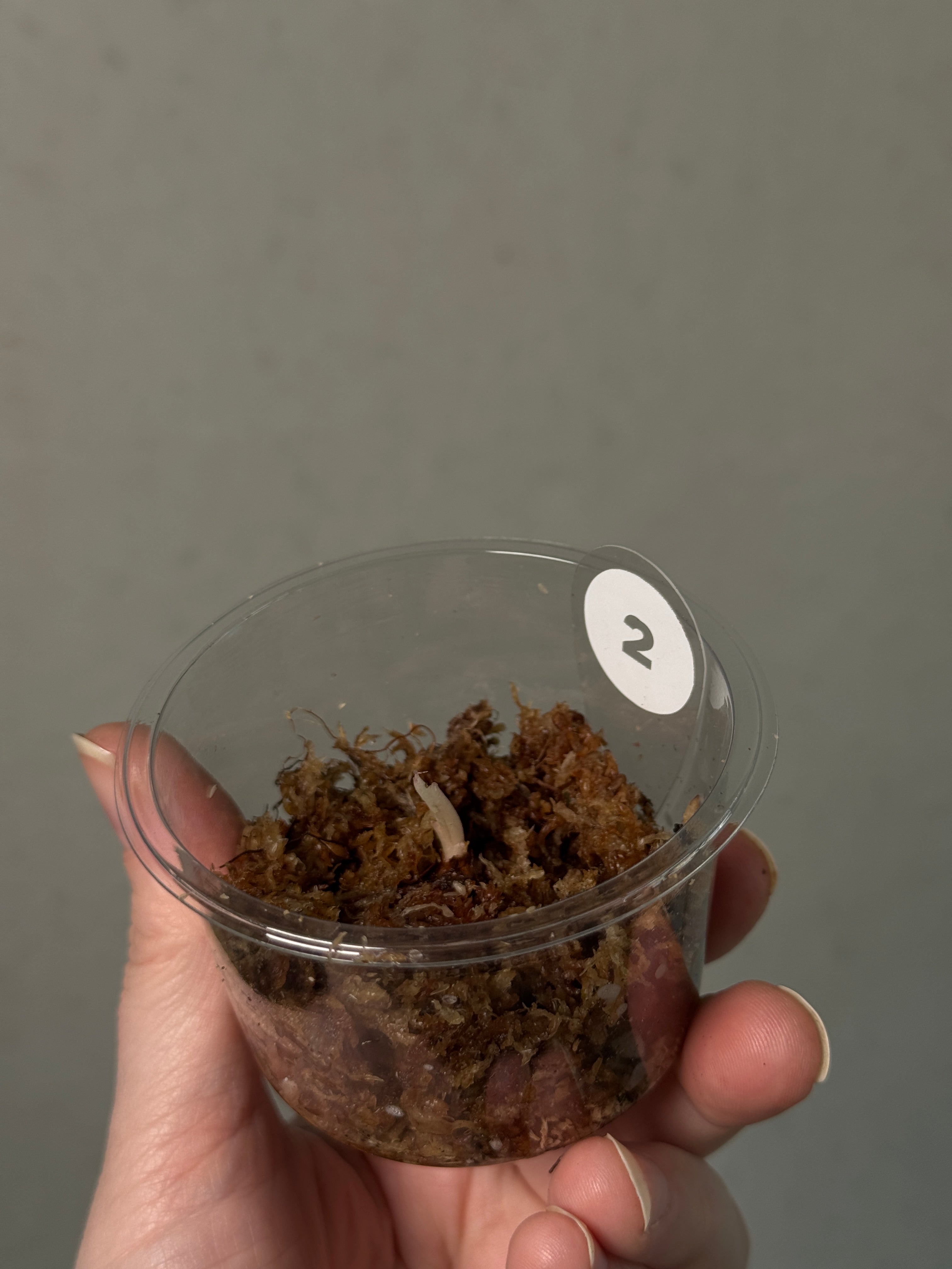 Alocasia Black Velvet Pink Variegata - Corm(s) - SMUKHI