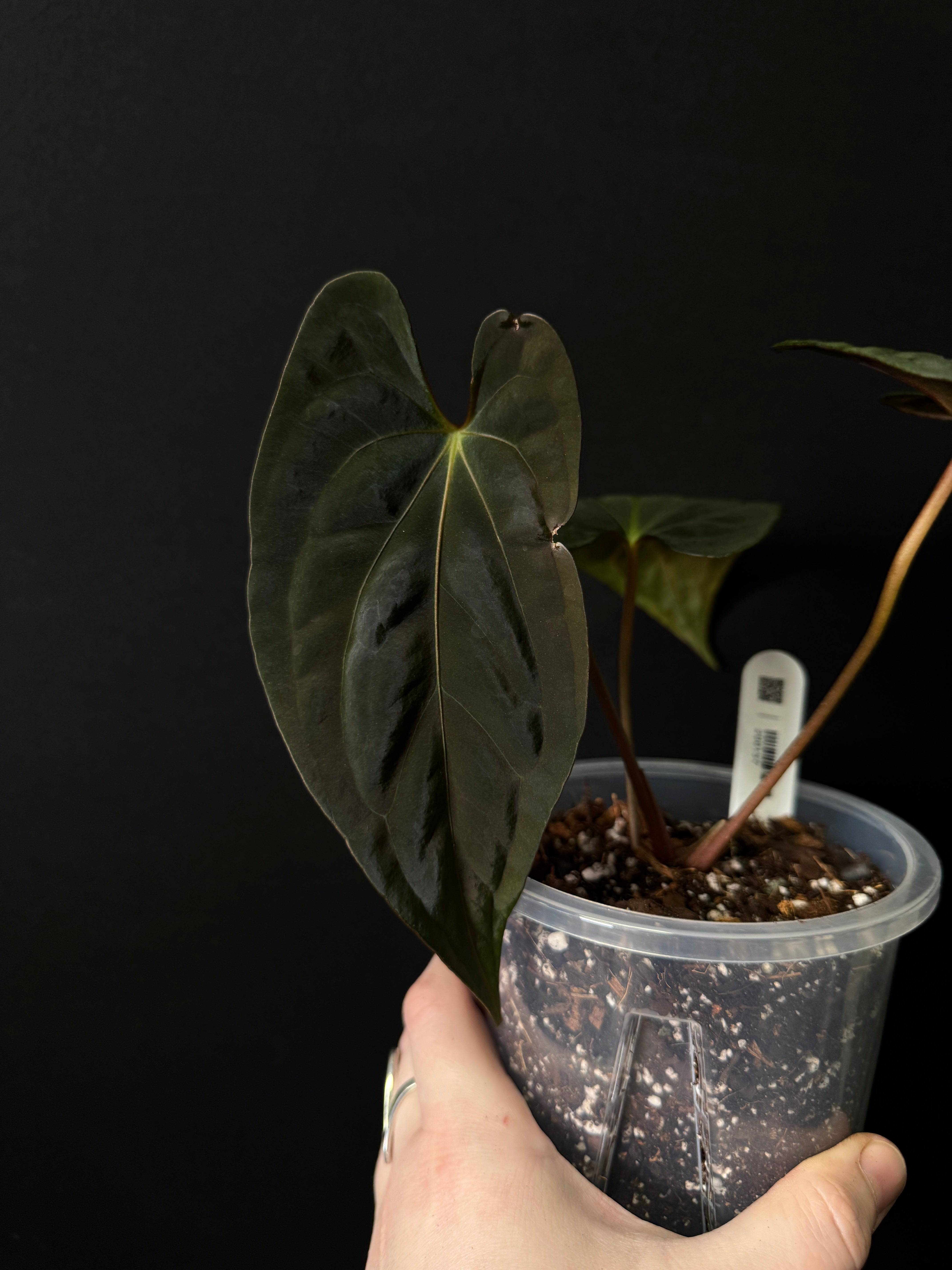 Anthurium Dark Phoenix x Fort Sherman - SMUKHI