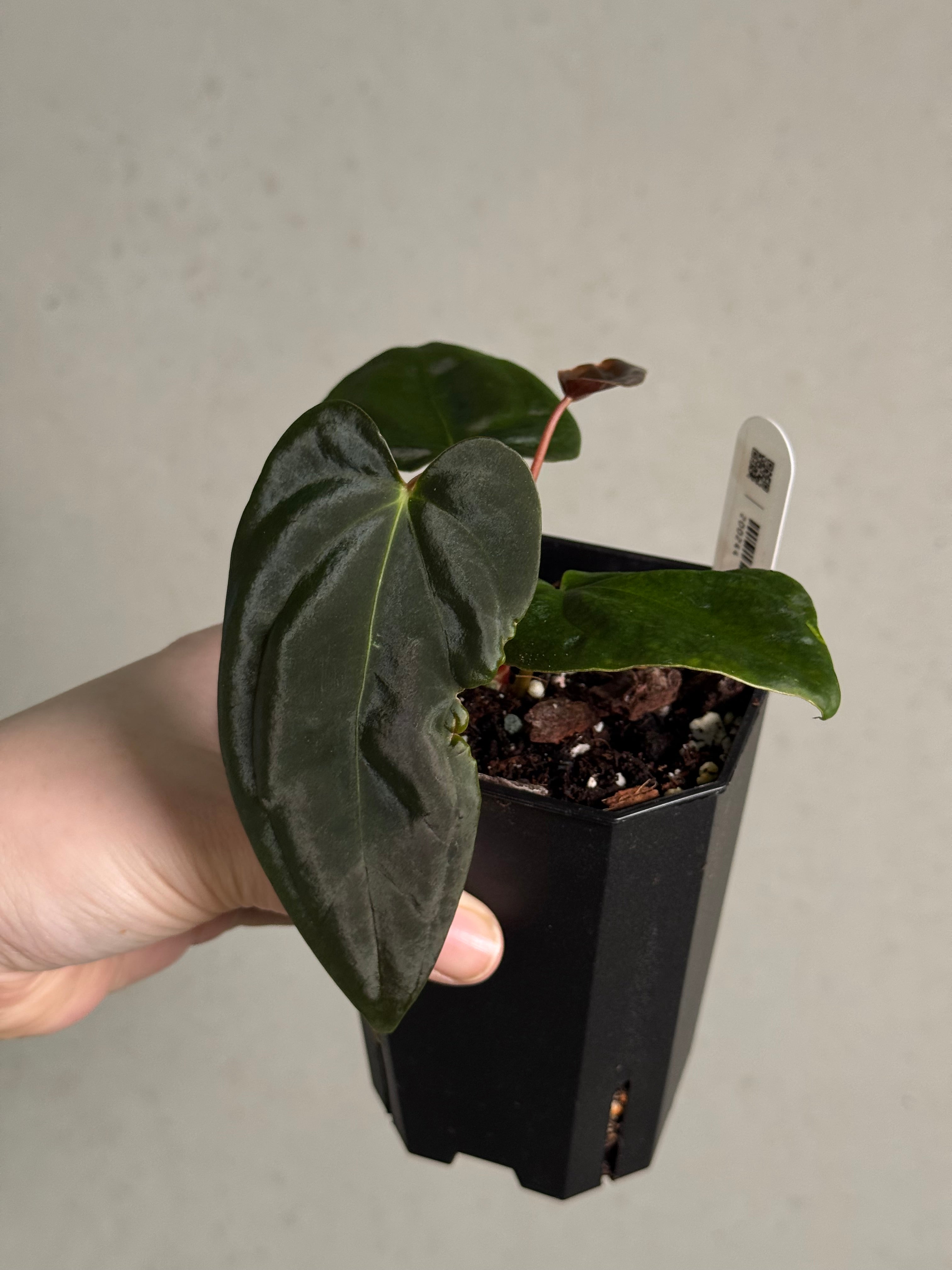 Anthurium FSxRL ‘Grim Reaper’ x Papillilaminum RA6 - Clone - SMUKHI