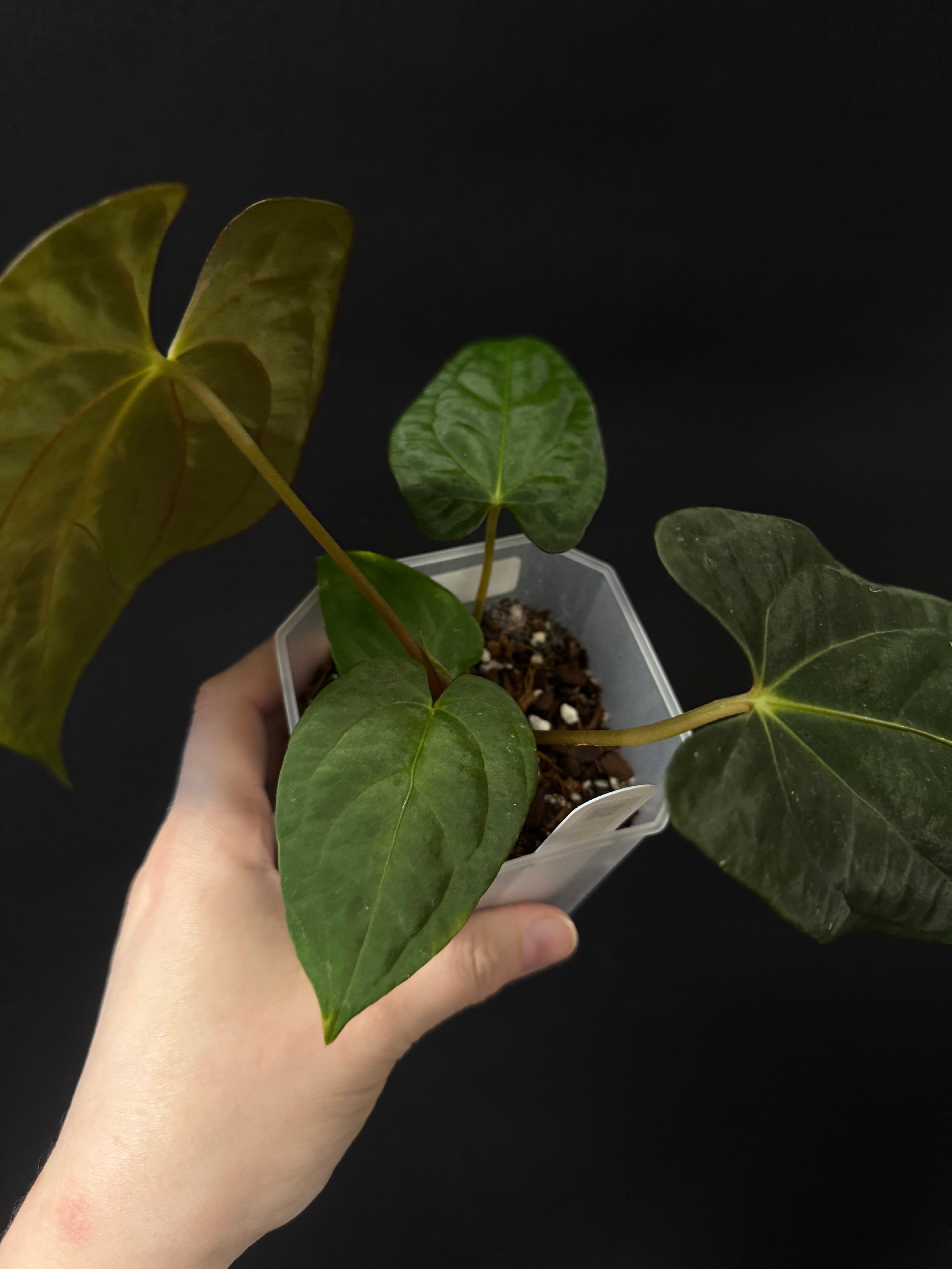 Anthurium RLxFS x Dark Phoenix