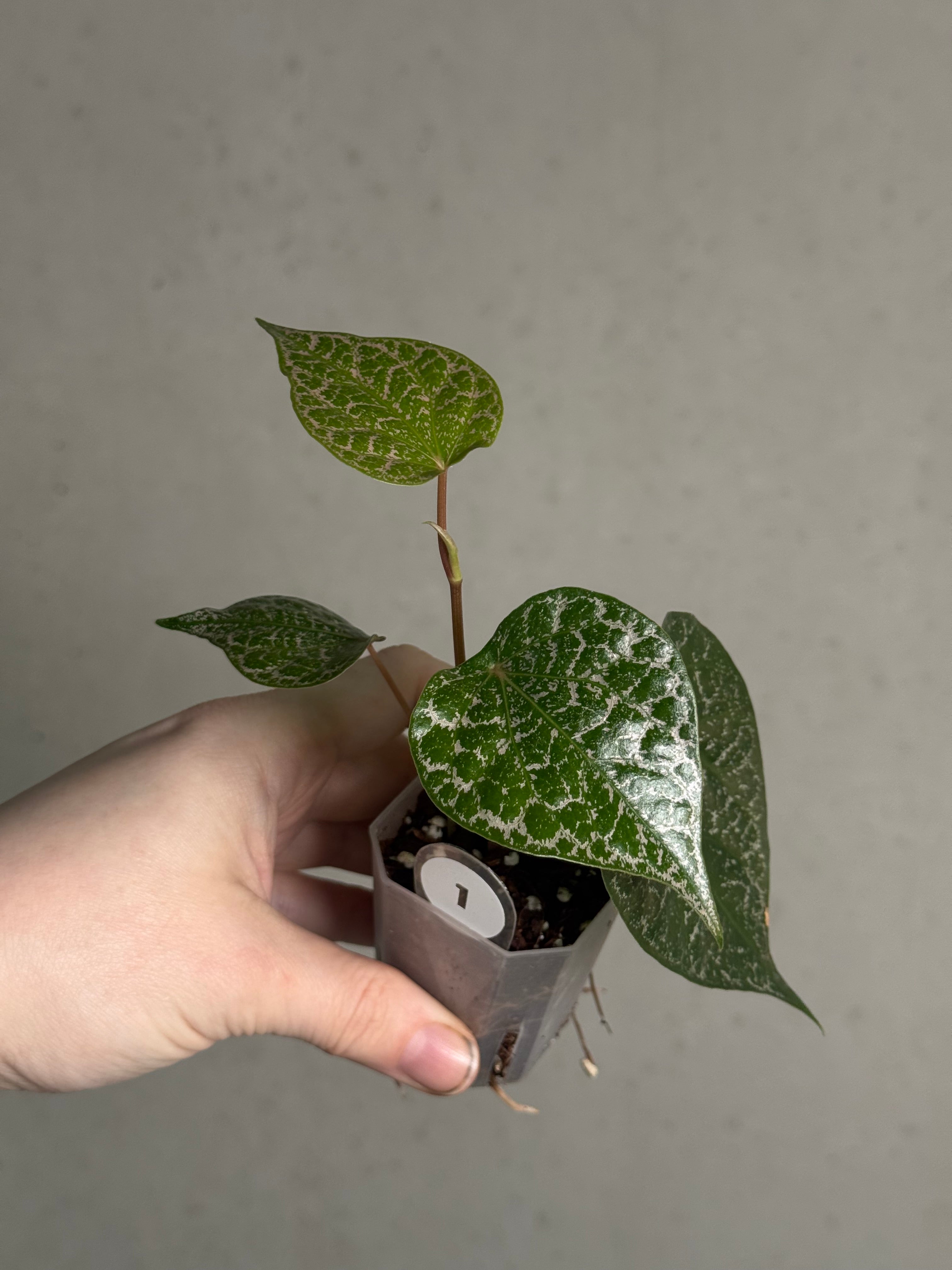 Piper Crocatum - SMUKHI