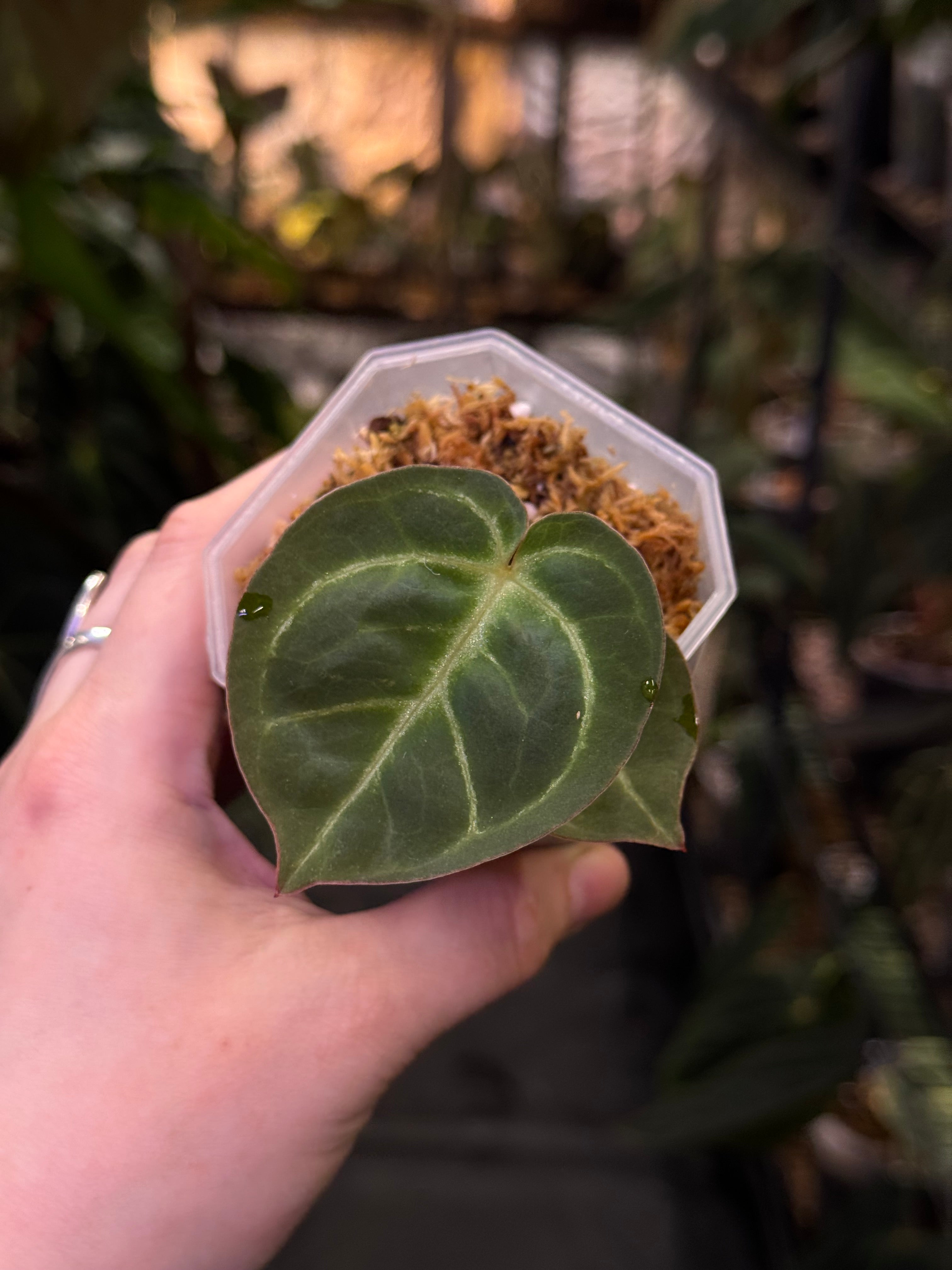 Anthurium Dorayaki - Clone