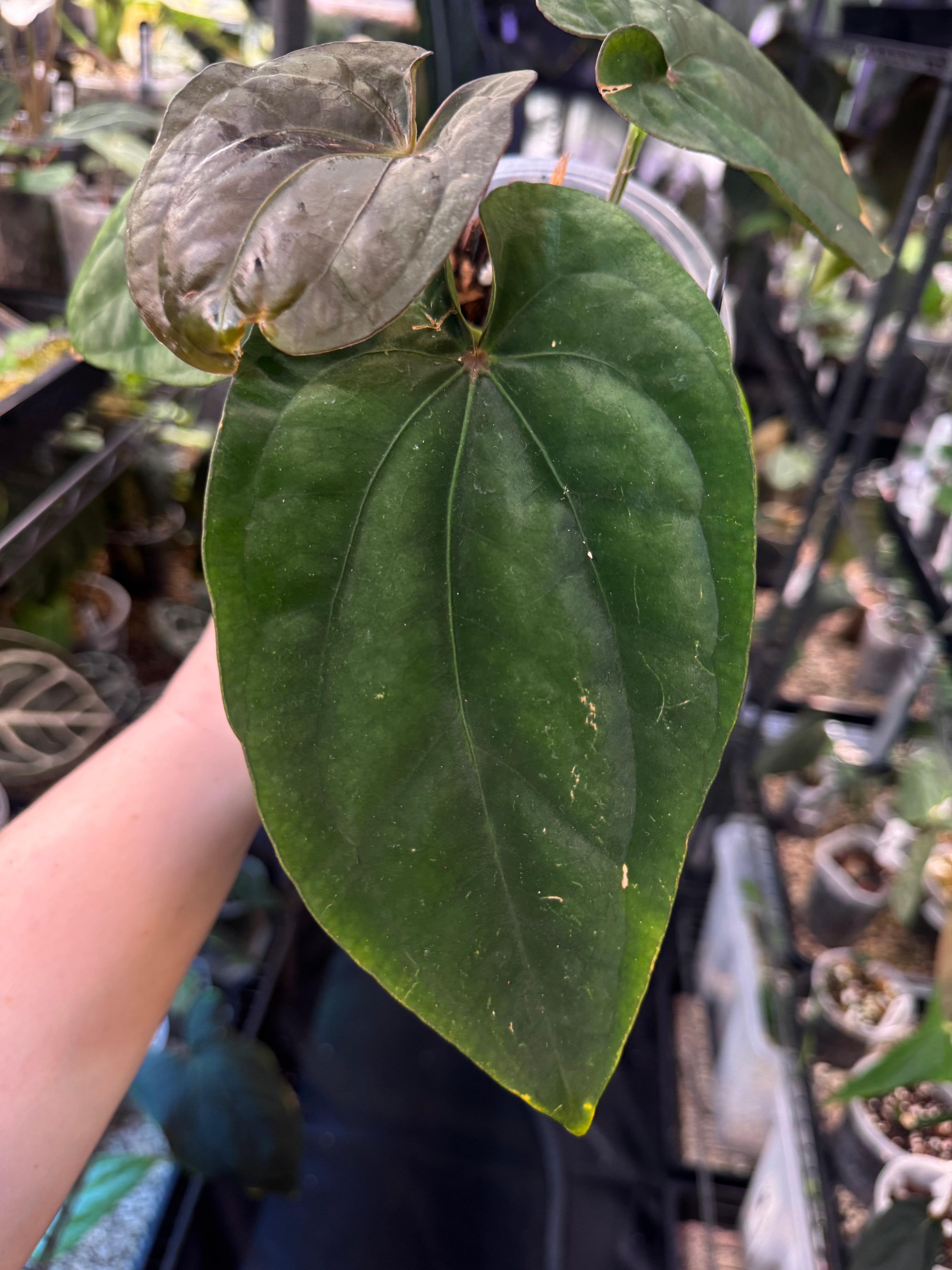 NFS: Anthurium Dressleri RG #2 Clone x ‘Windy’ - SMUKHI