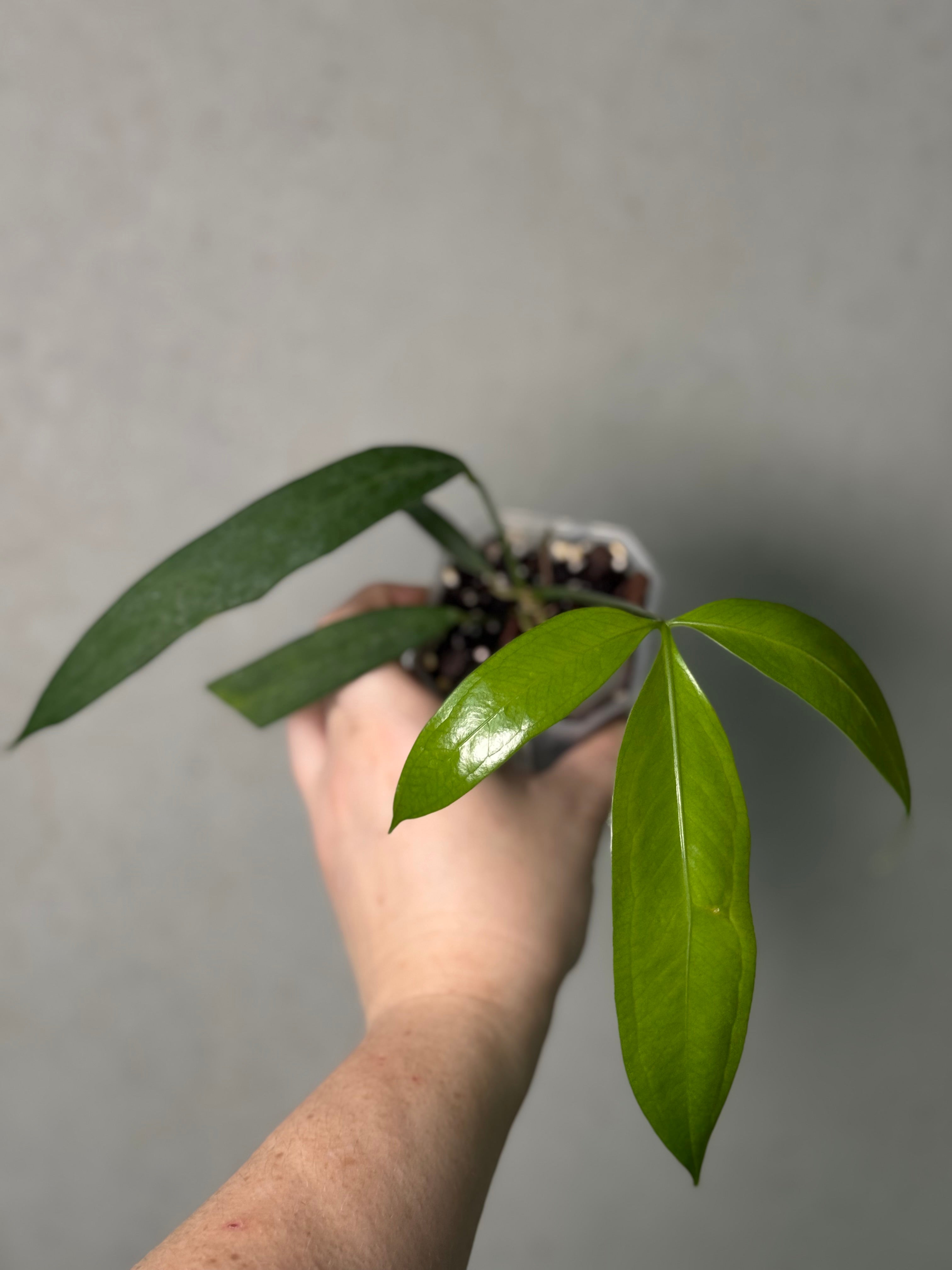 Anthurium Eminens S1