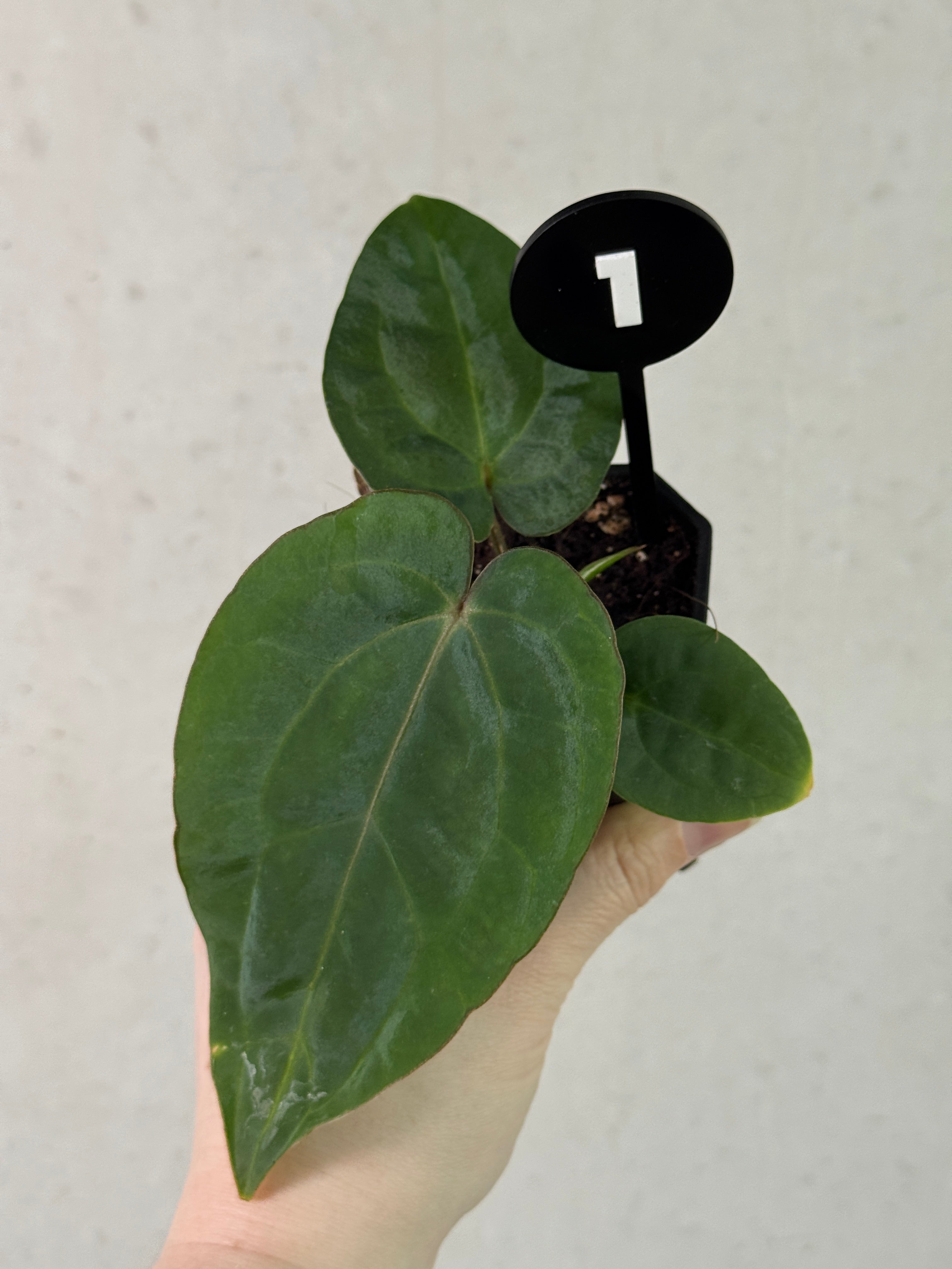 Anthurium Carlablackiae (RA5 x RA10) x (Dressleri RG F2 x Carlablackiae ‘Amanda’)