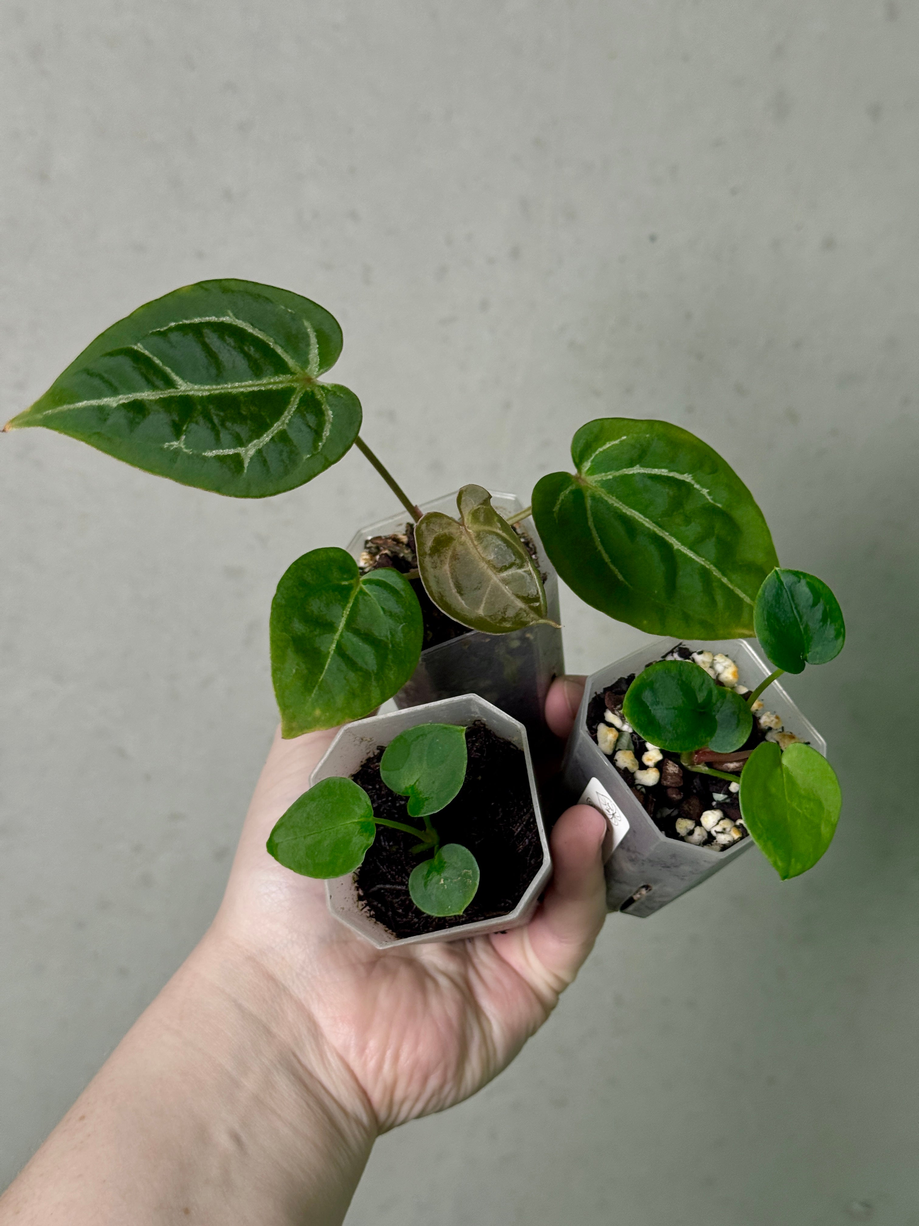 Anthurium Bundle #5