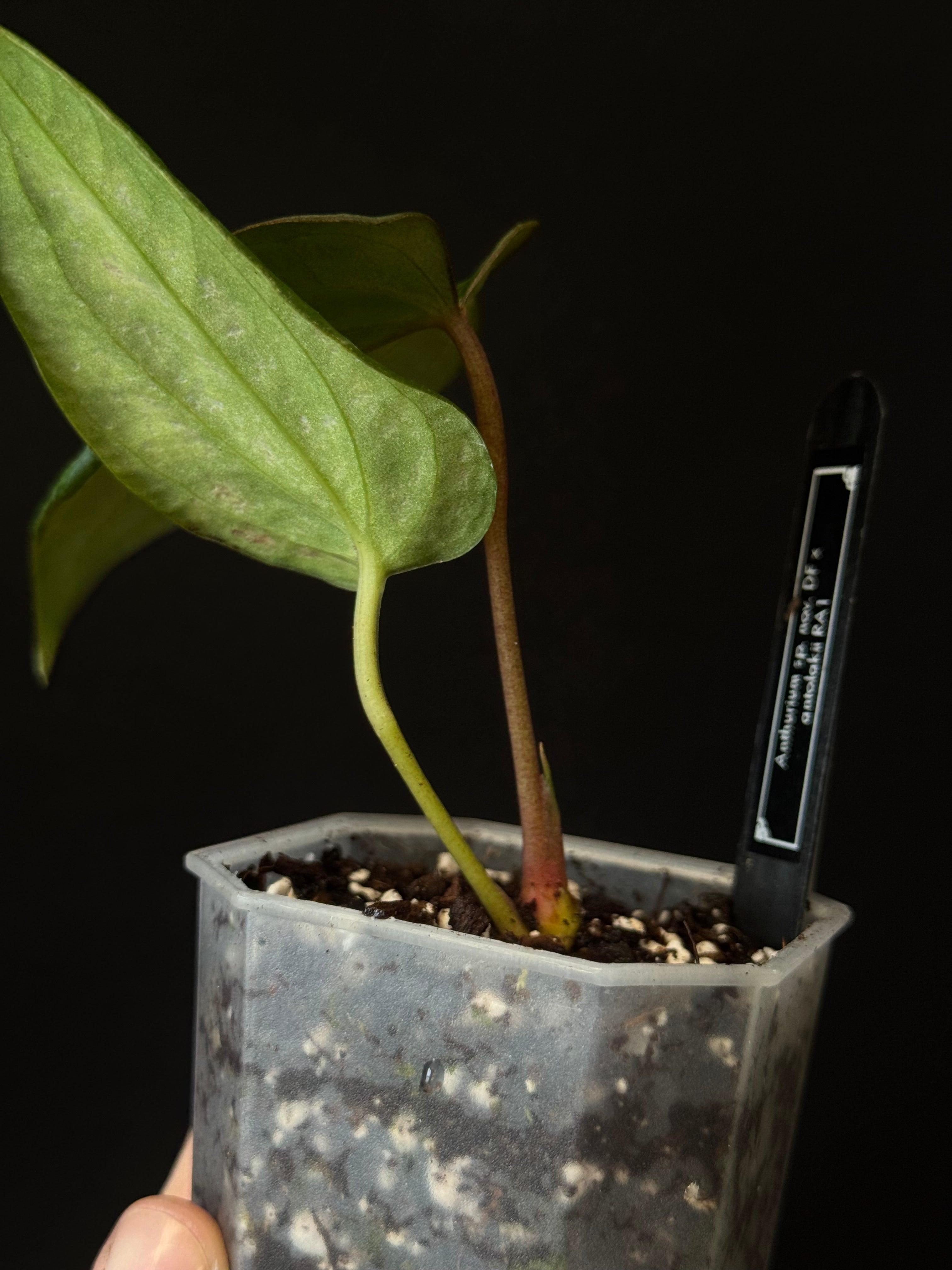 Anthurium sp. Nov DF x Antolakii (BVEP) RA1