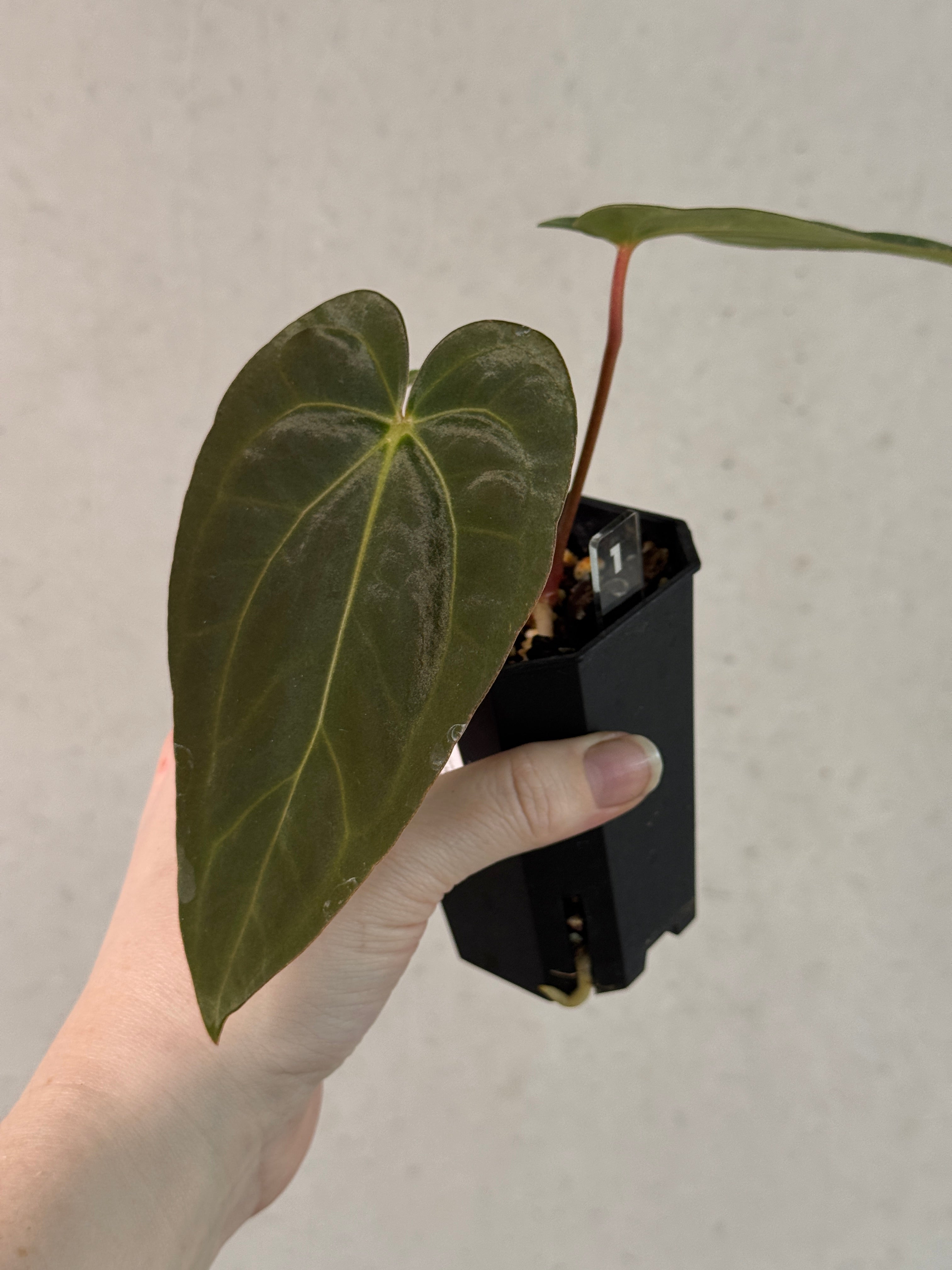 Anthurium (Ralph Lynam x Dressleri RG) x (Carlablackiae A1 x self)