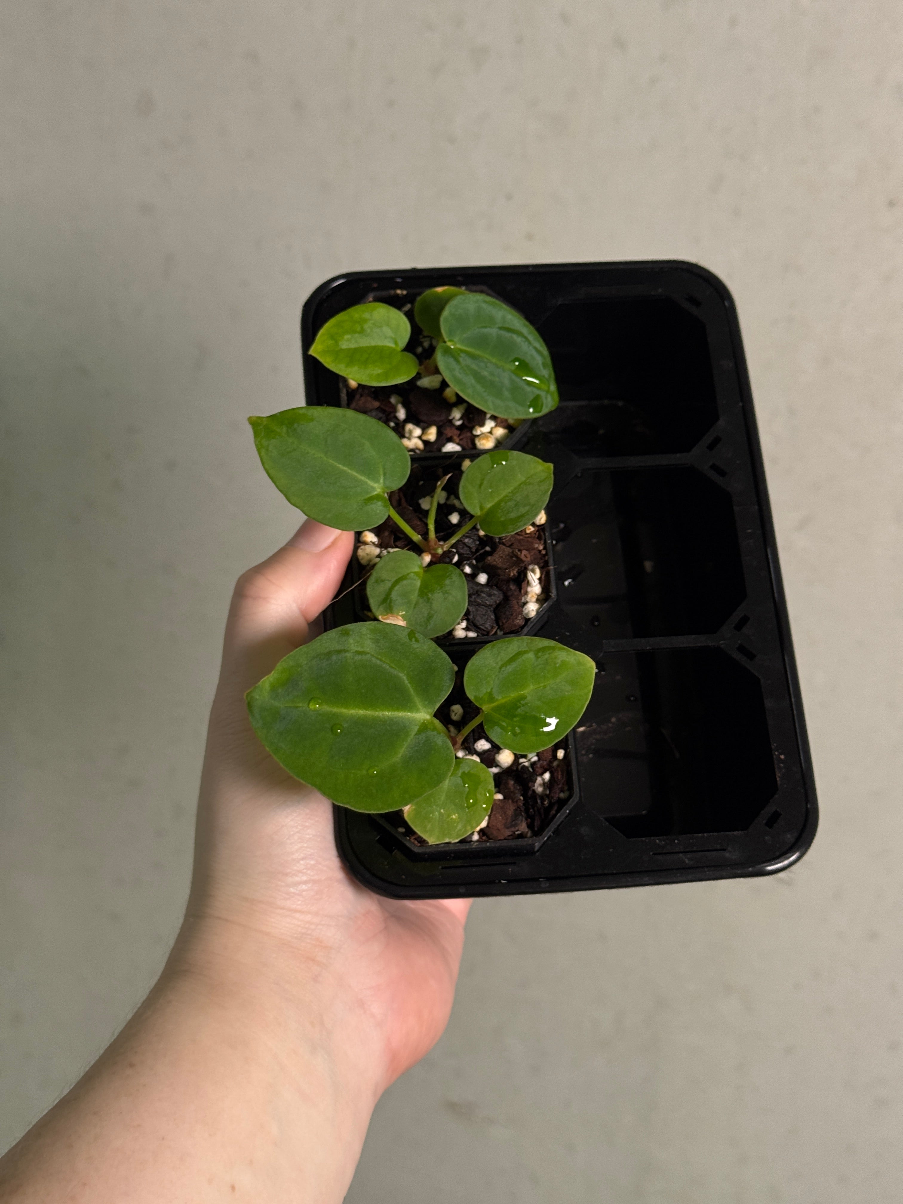 Anthurium Michelle x (Carlablackiae x BVEP)
