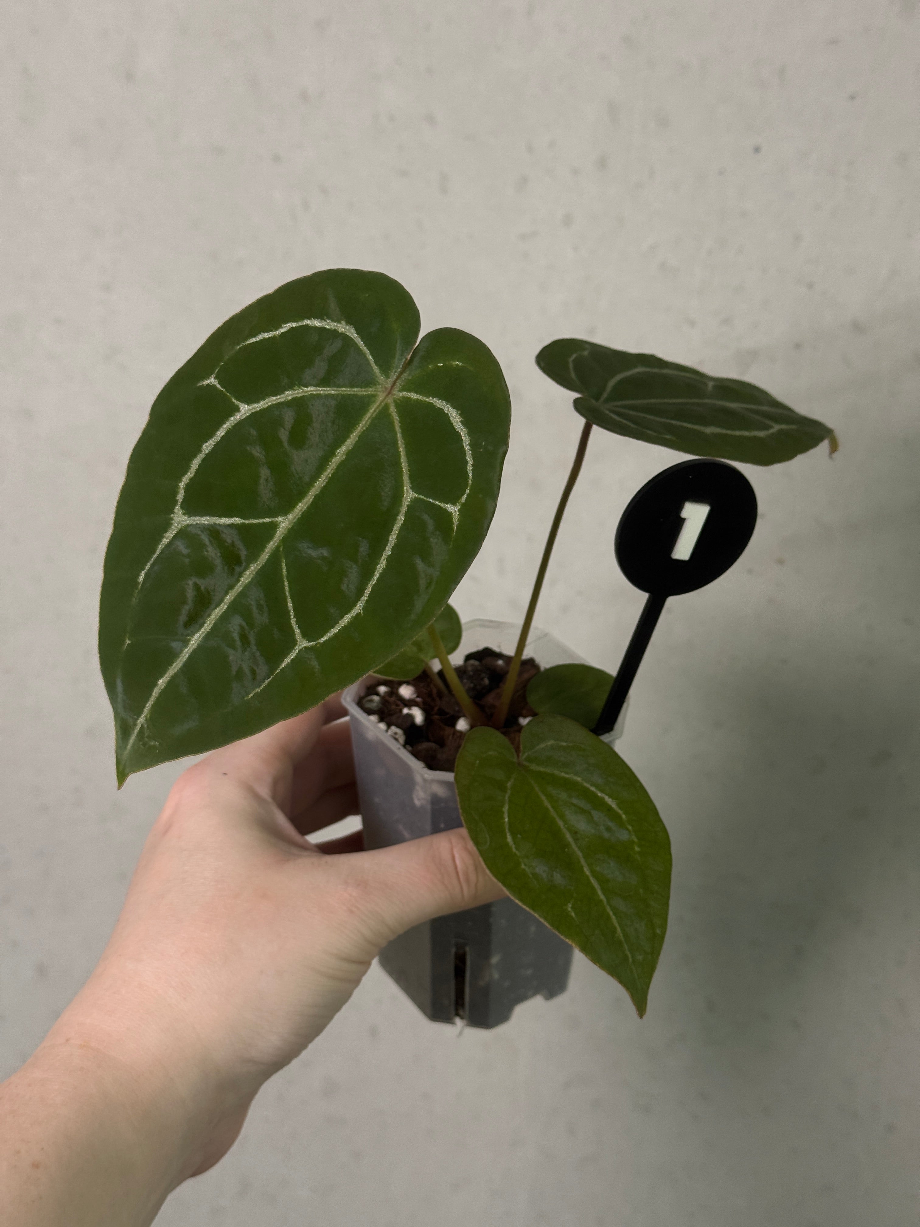 Anthurium Michelle x Forgetii plant from Jordy’s Aroids with vibrant green leaves and distinctive leaf shape in a pot.