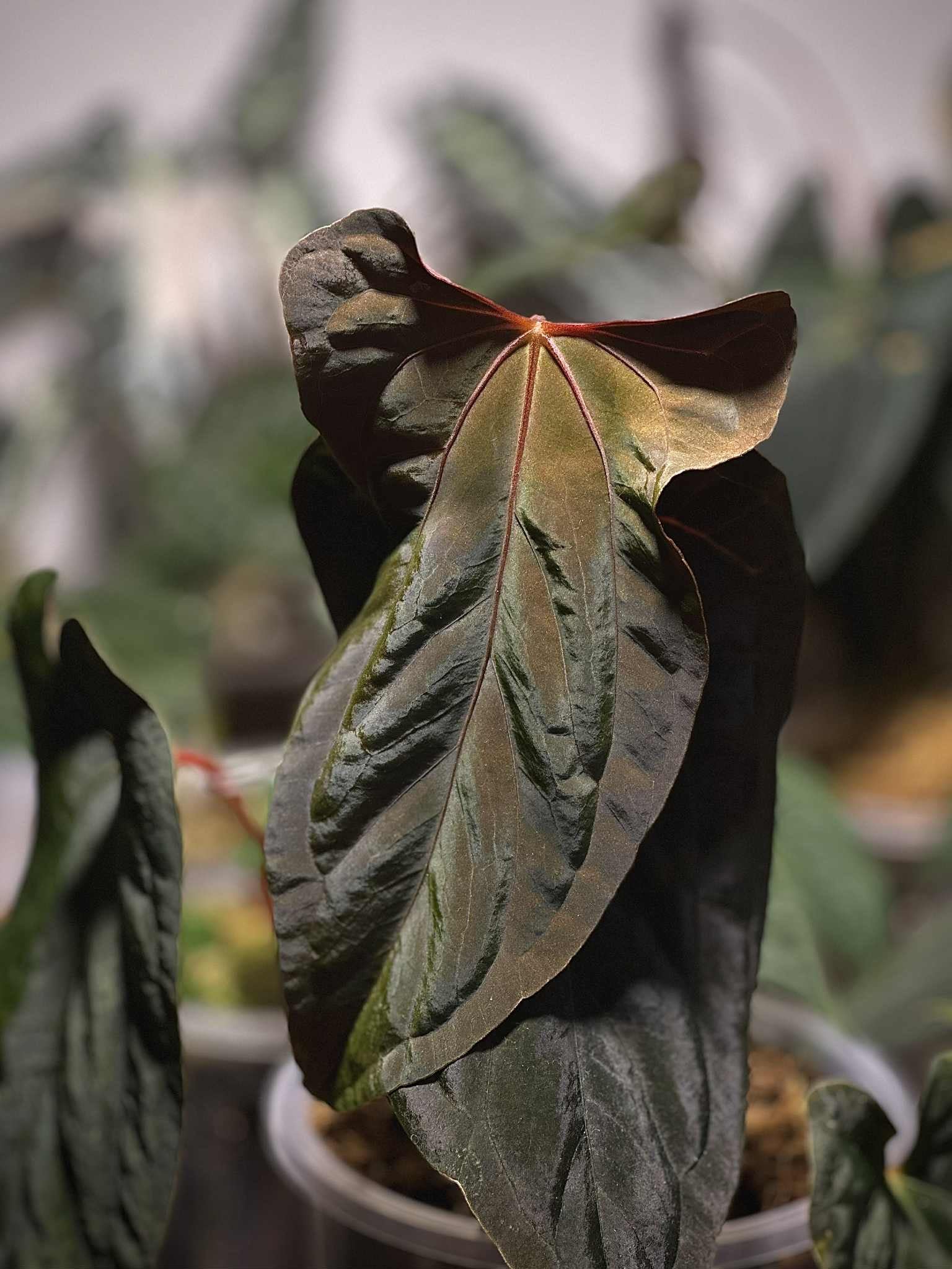 NFS: Anthurium RLxFS x (Ralph Lynam x self)