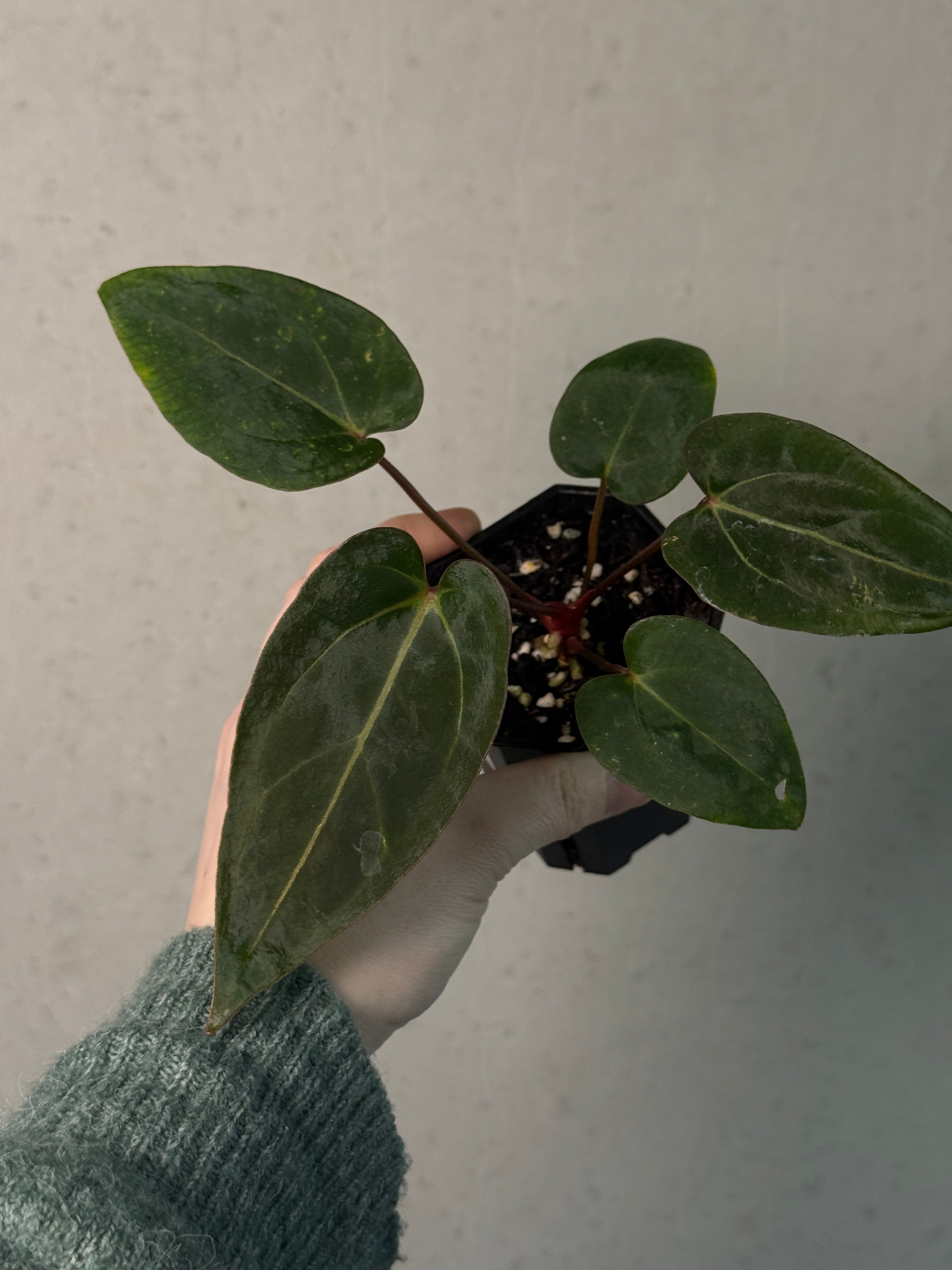 Anthurium Carlablackiae RA10 S1 x NSE Dressleri ‘Obsidian’ - SMUKHI