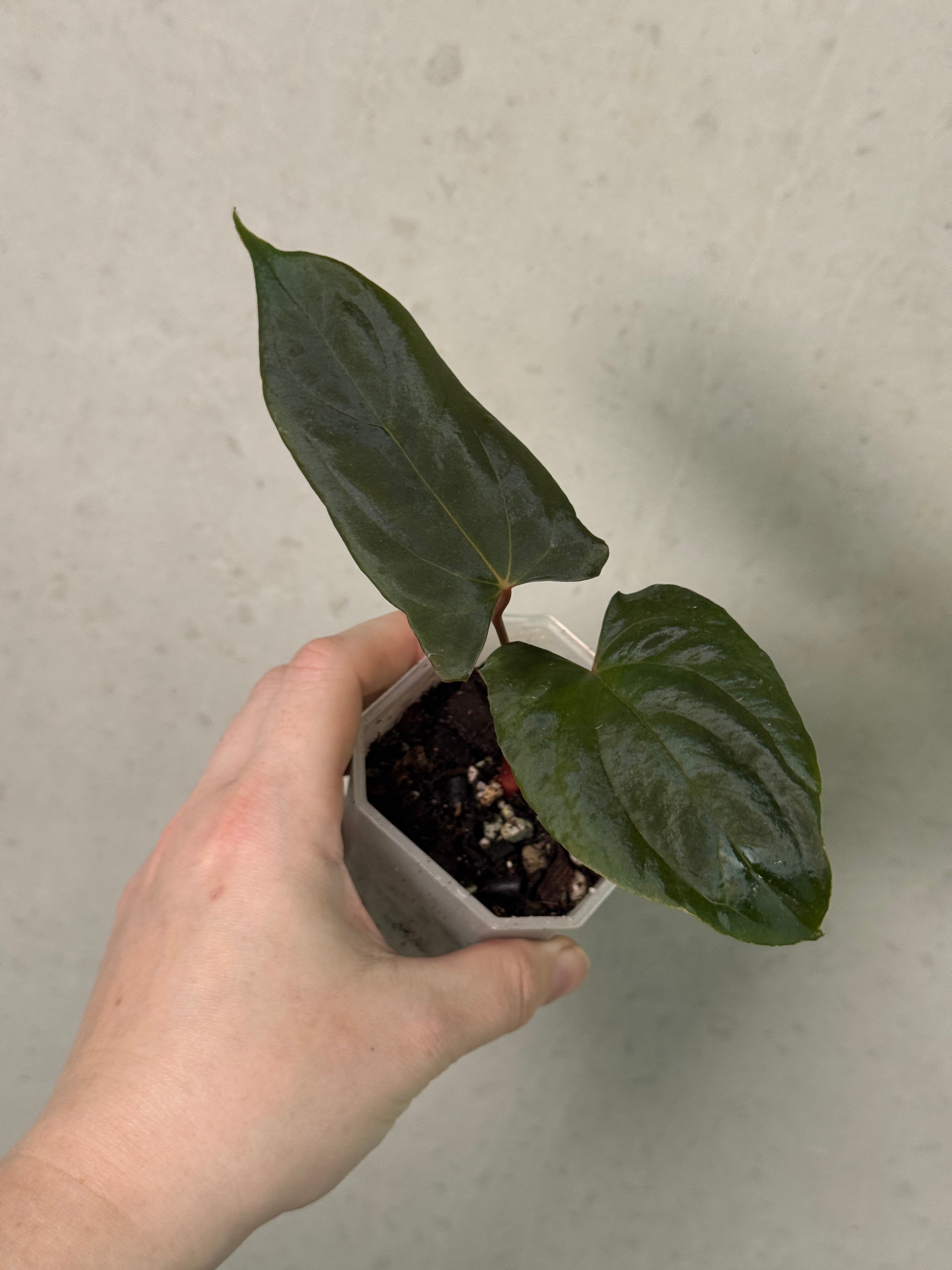 Anthurium RLxFS x Ralph Lynam S1 plant by SMUKHI, showing lush green leaves and vibrant spathes on a healthy indoor plant.