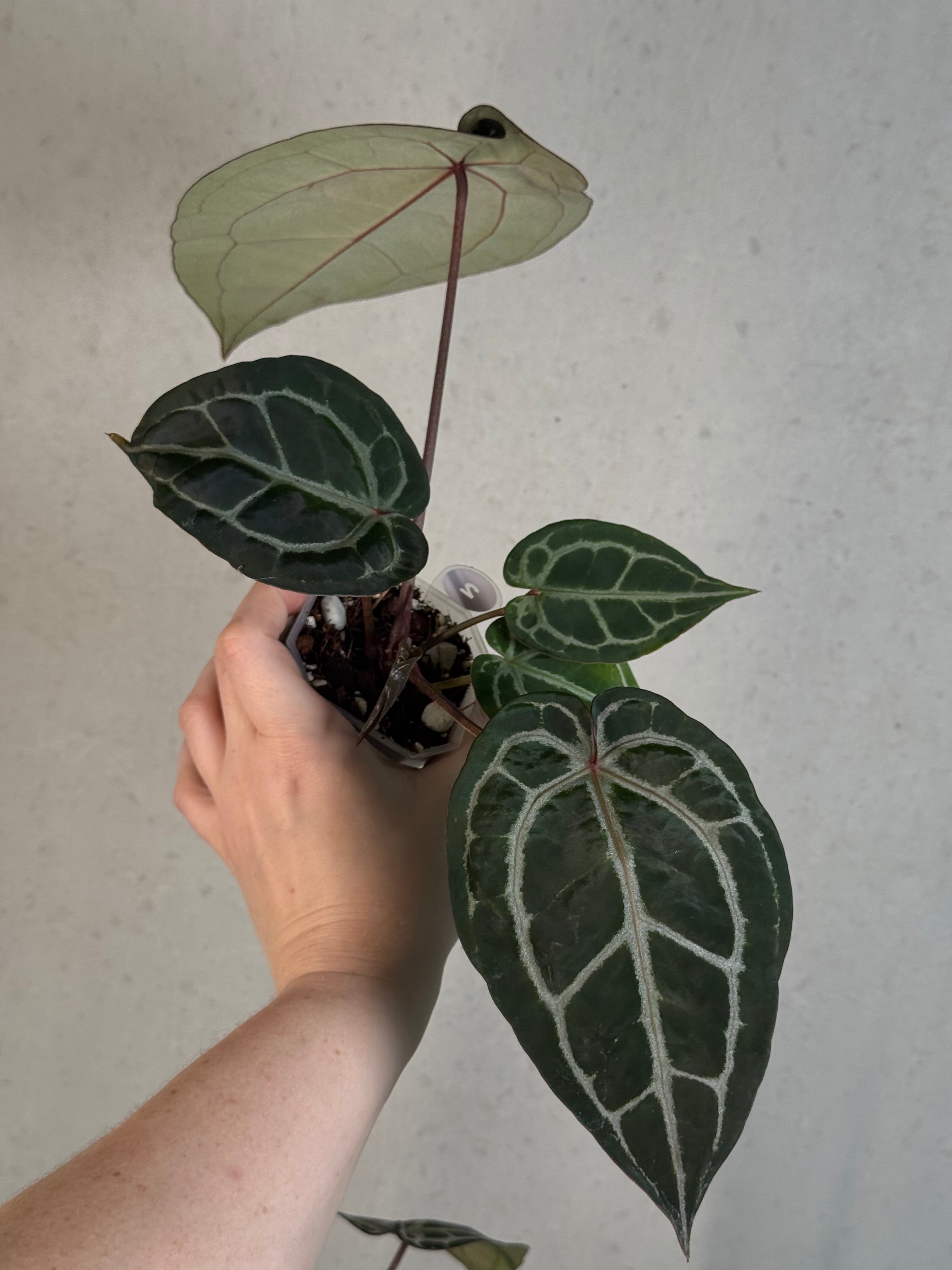 Anthurium DocBlock Michelle