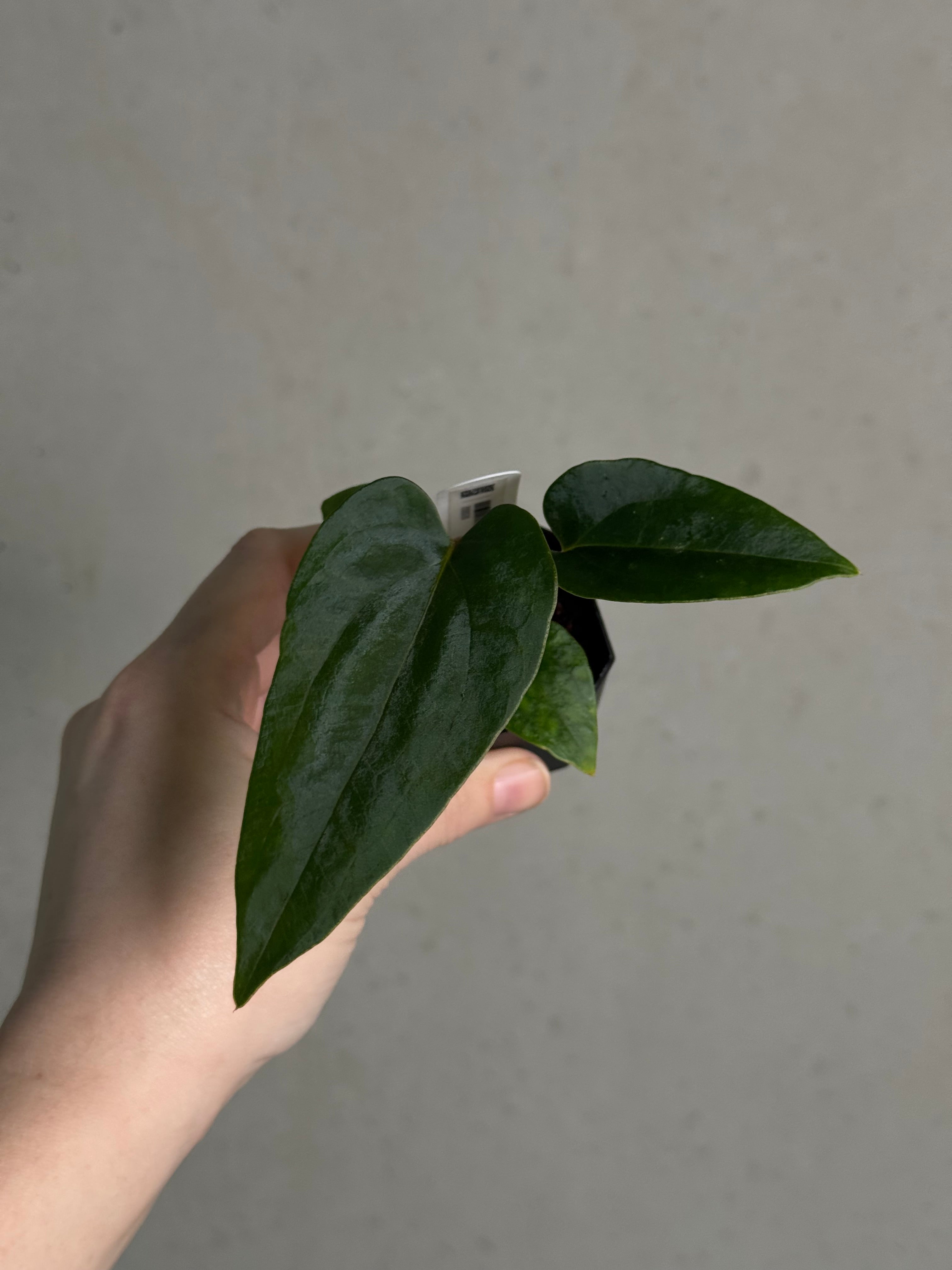 Anthurium (Fort Sherman x Dressleri RG) x (Ralph Lynam x self) - SMUKHI