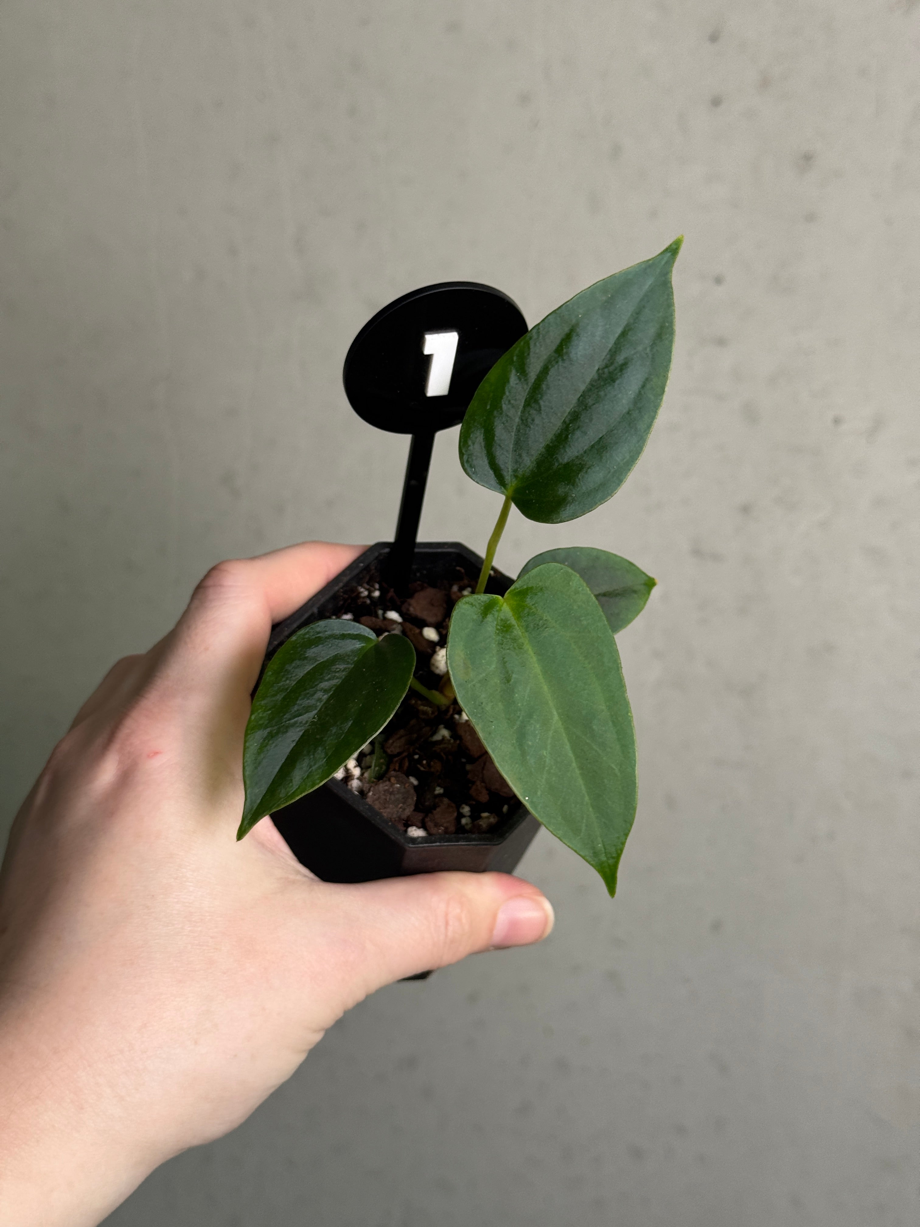 Anthurium sp. Nov DF plant with glossy green leaves and vibrant red spathe, cultivated by Crystallinaminum.