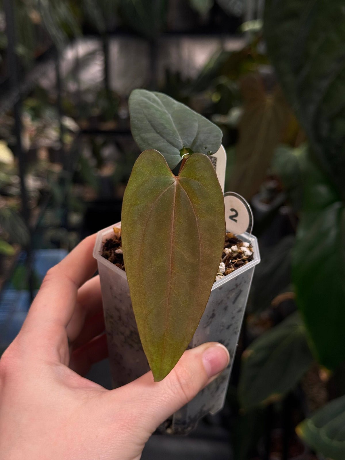 Anthurium Fort Sherman x Red Vein Dark Phoenix plant with lush green leaves and striking red-veined dark foliage, displayed in a pot.