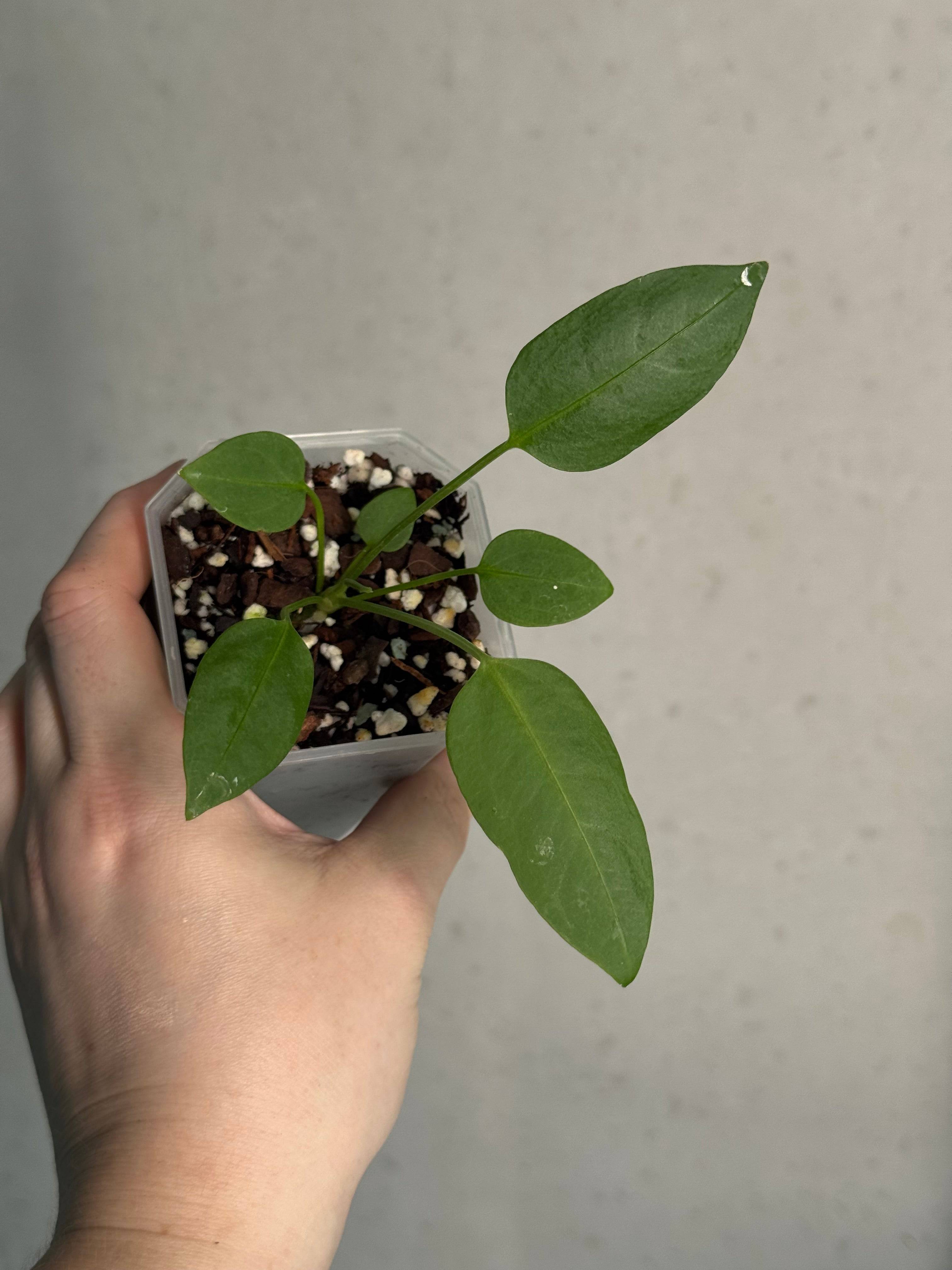 Anthurium sp. Morona x self - SMUKHI