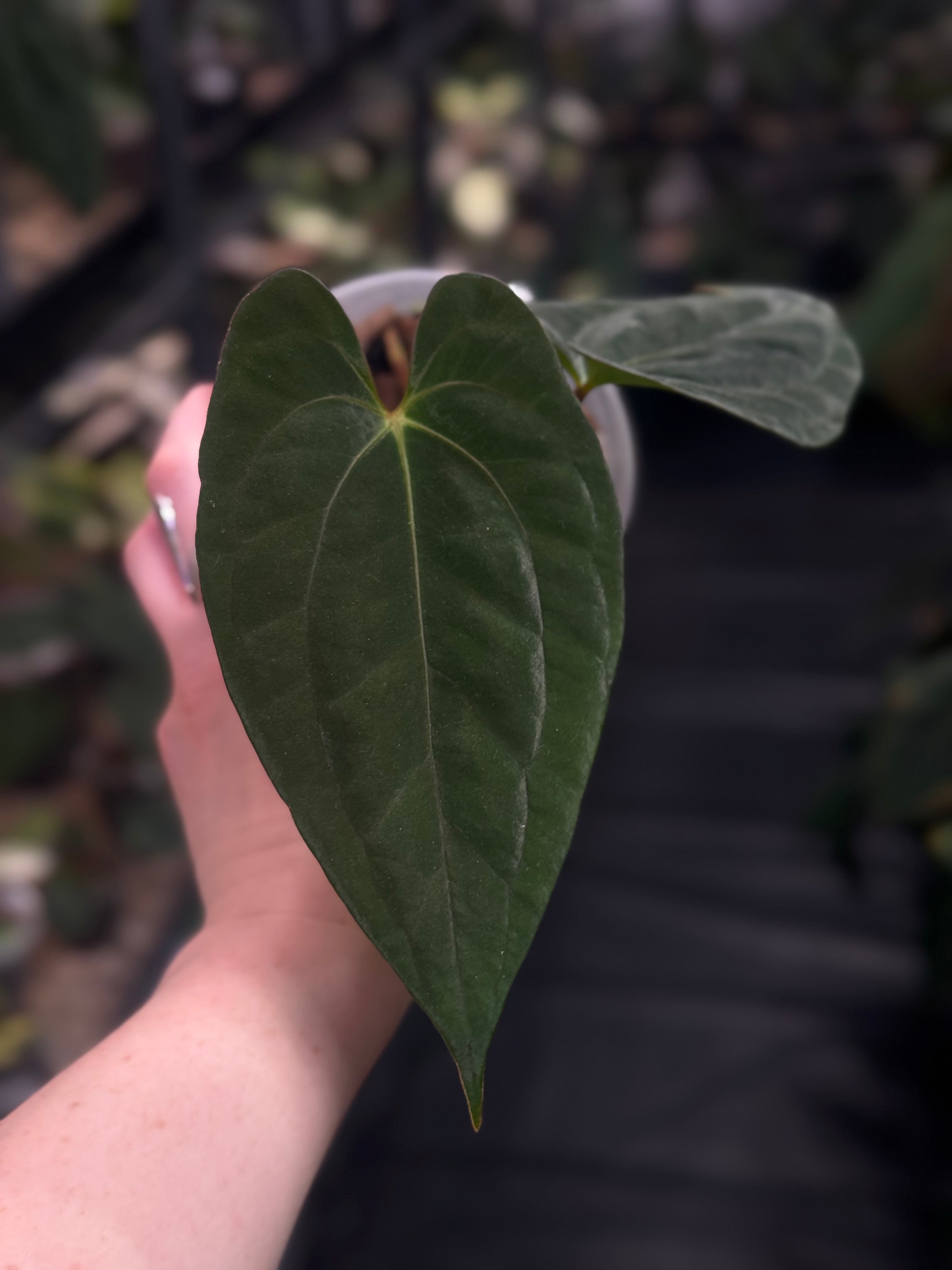 Anthurium ‘Lost Tag’