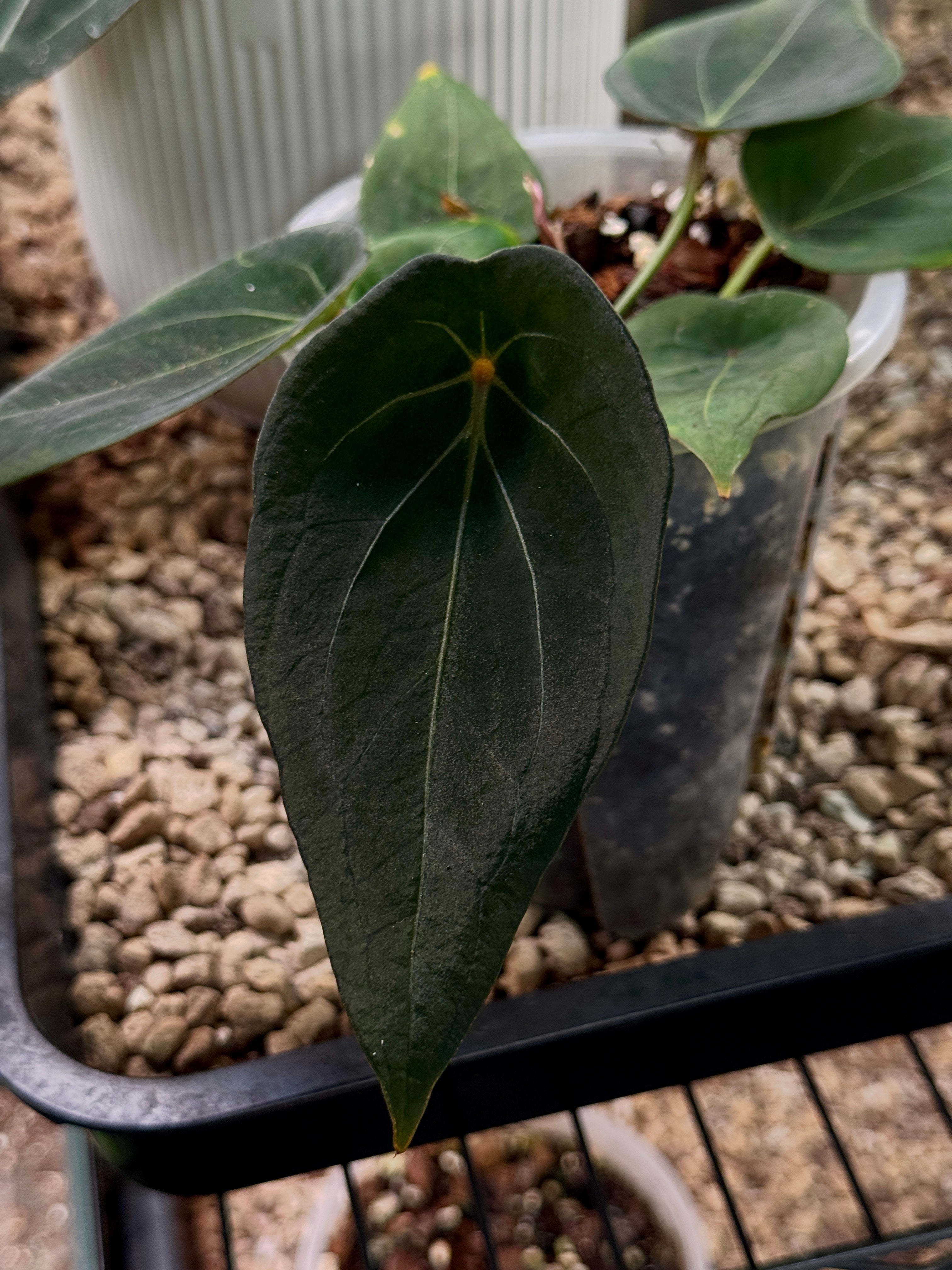 Anthurium 'Red Spider' clone plant from Kartel Daun with vibrant red, spider-shaped flowers and glossy green leaves.