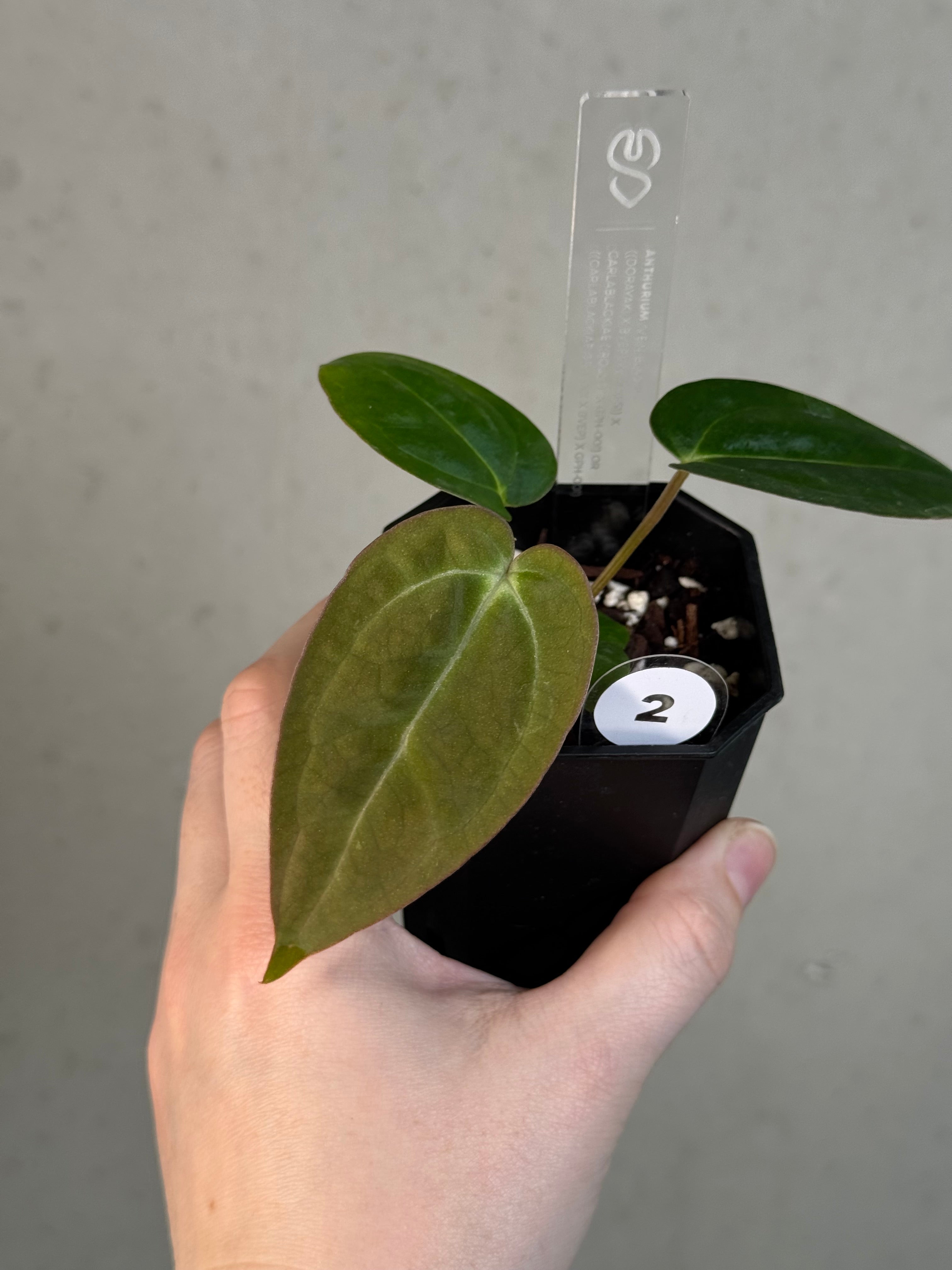 Anthurium ‘Vein Blade’